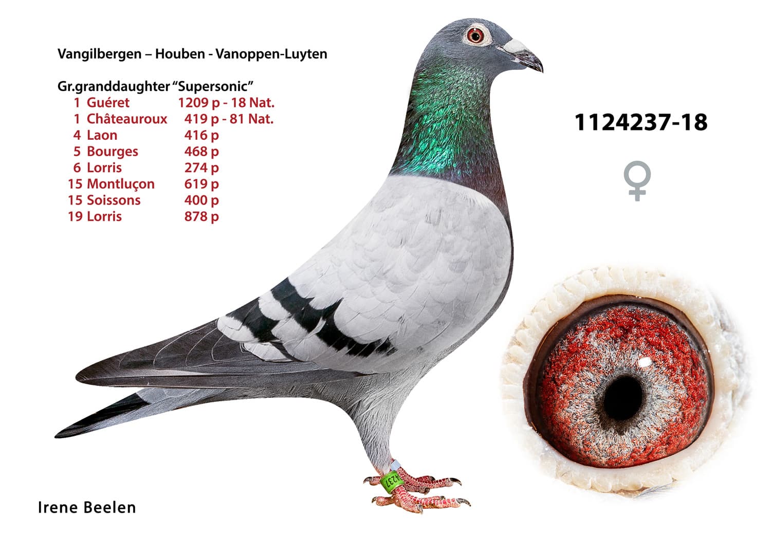 pigeon: undefined