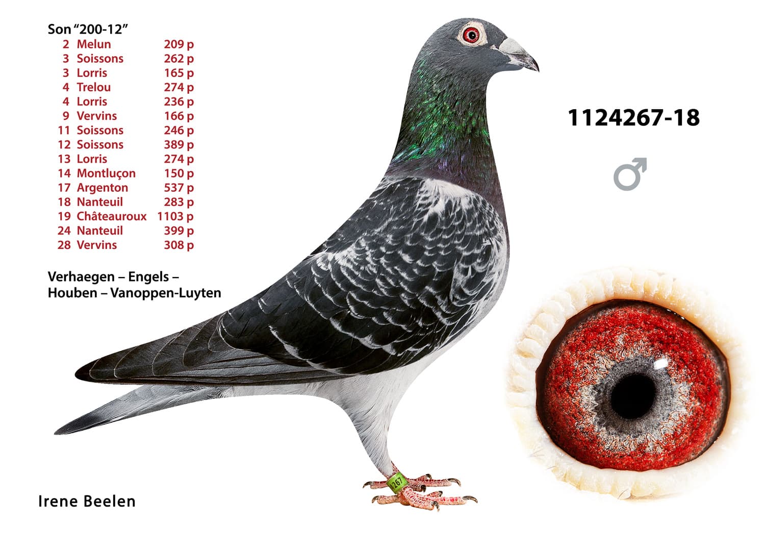 pigeon: undefined