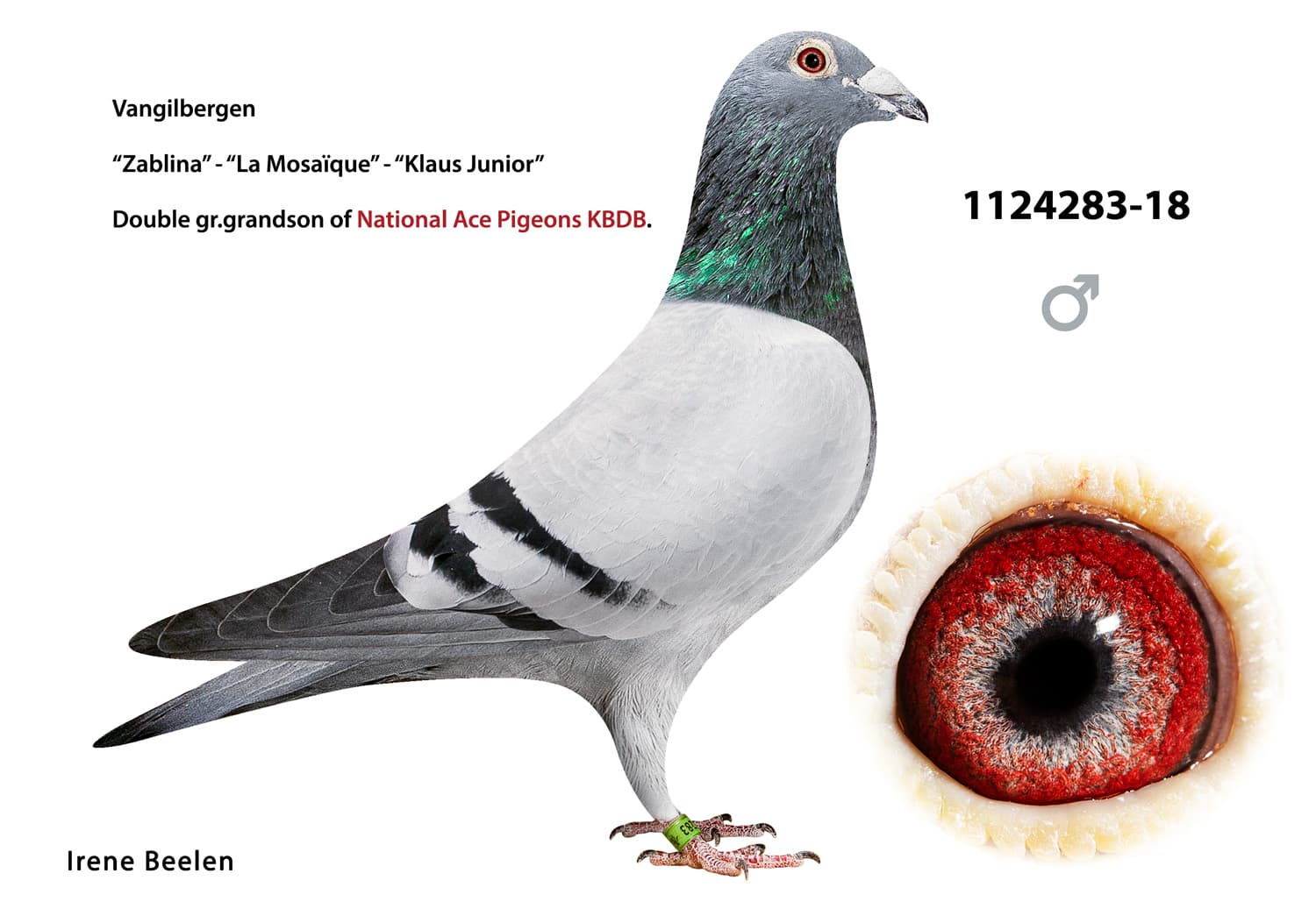 pigeon: undefined