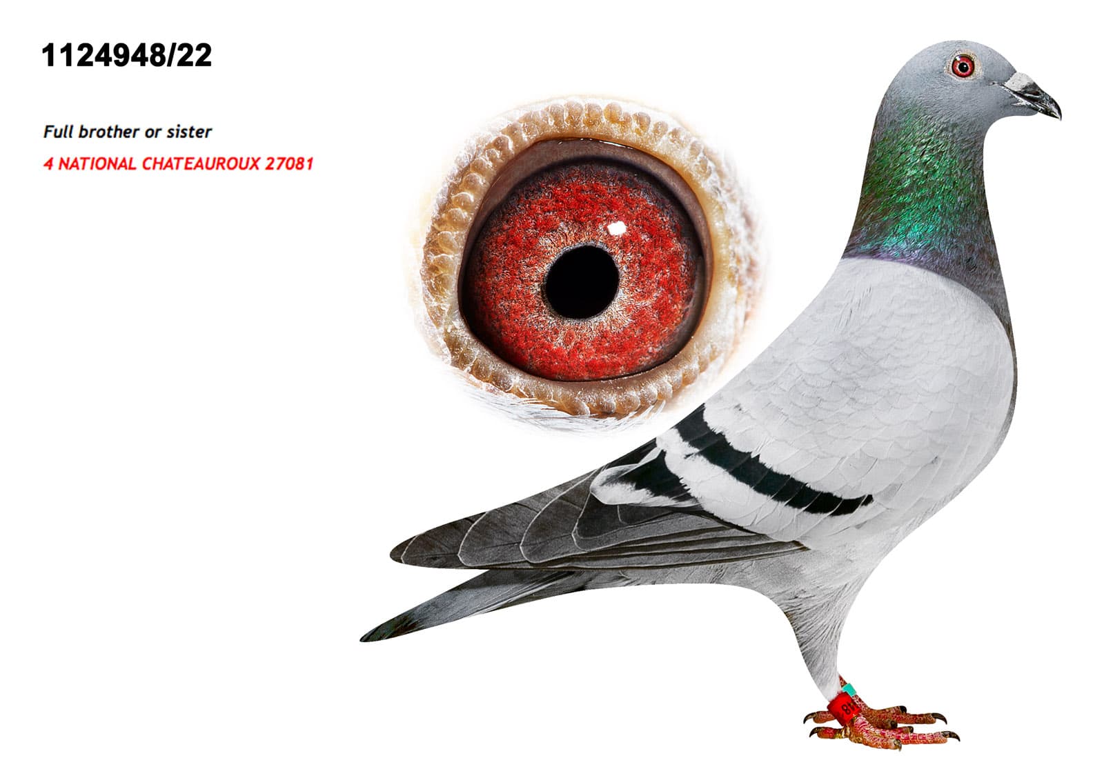 pigeon: undefined