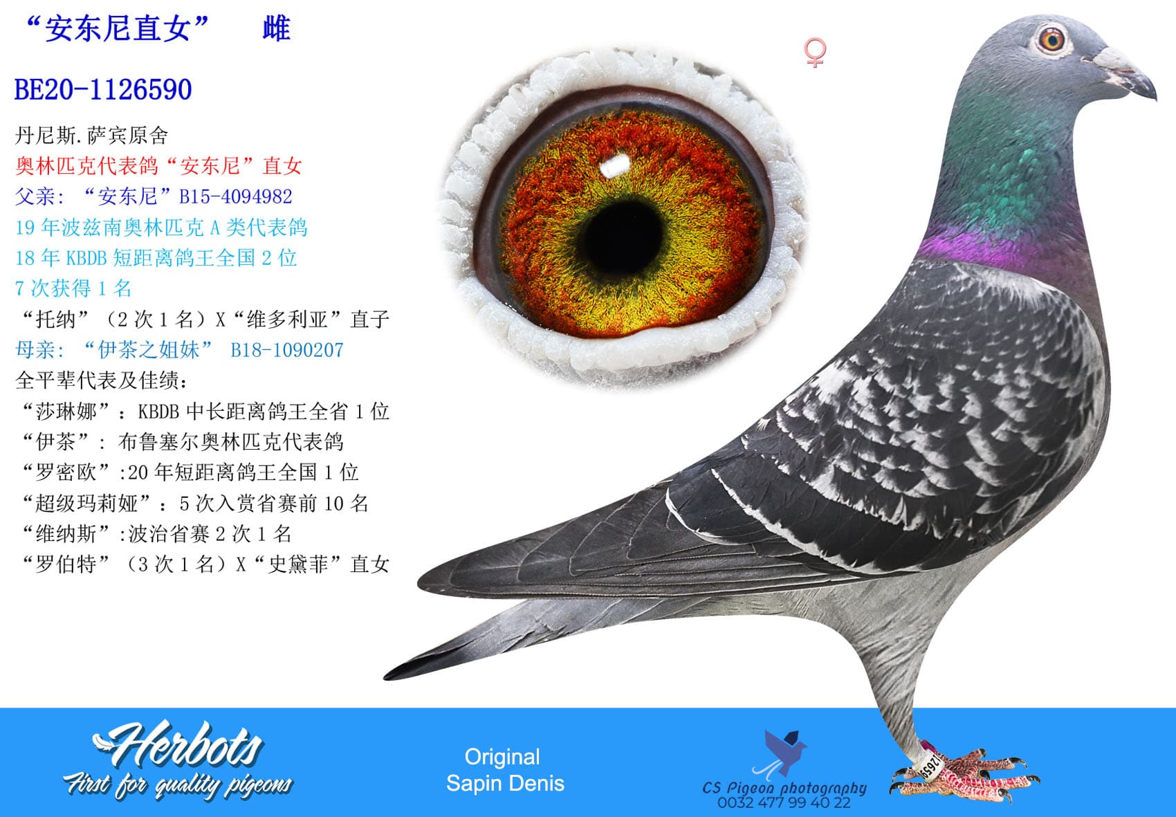 pigeon: undefined