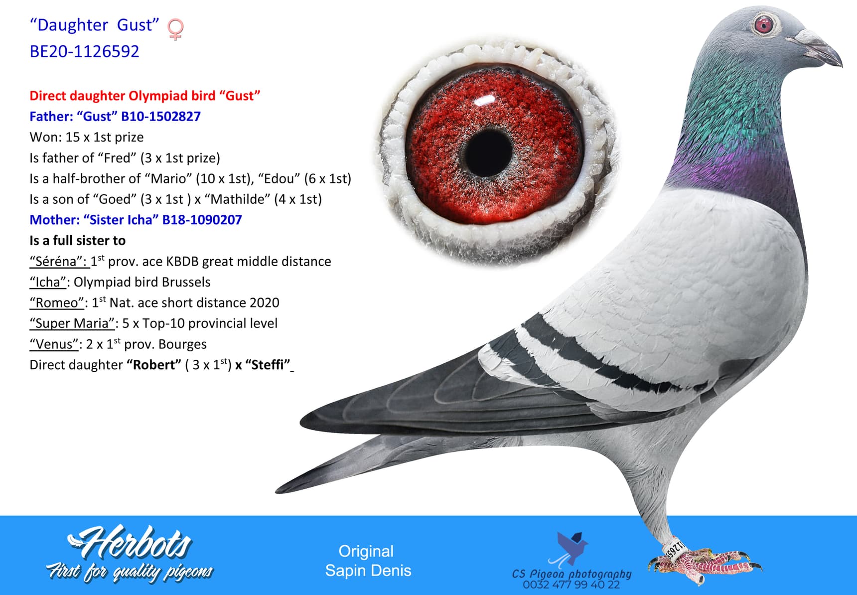pigeon: undefined