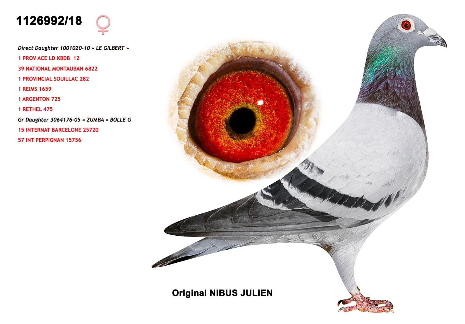 pigeon: undefined