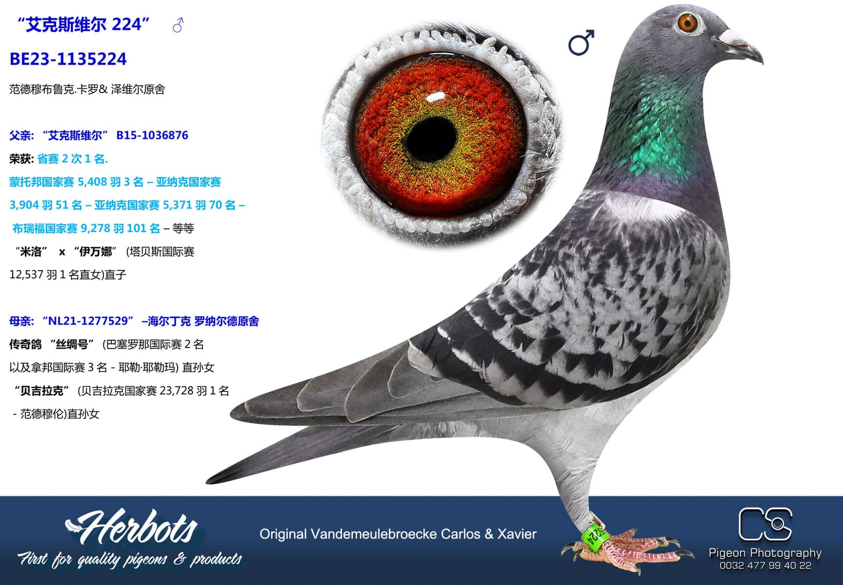pigeon: undefined