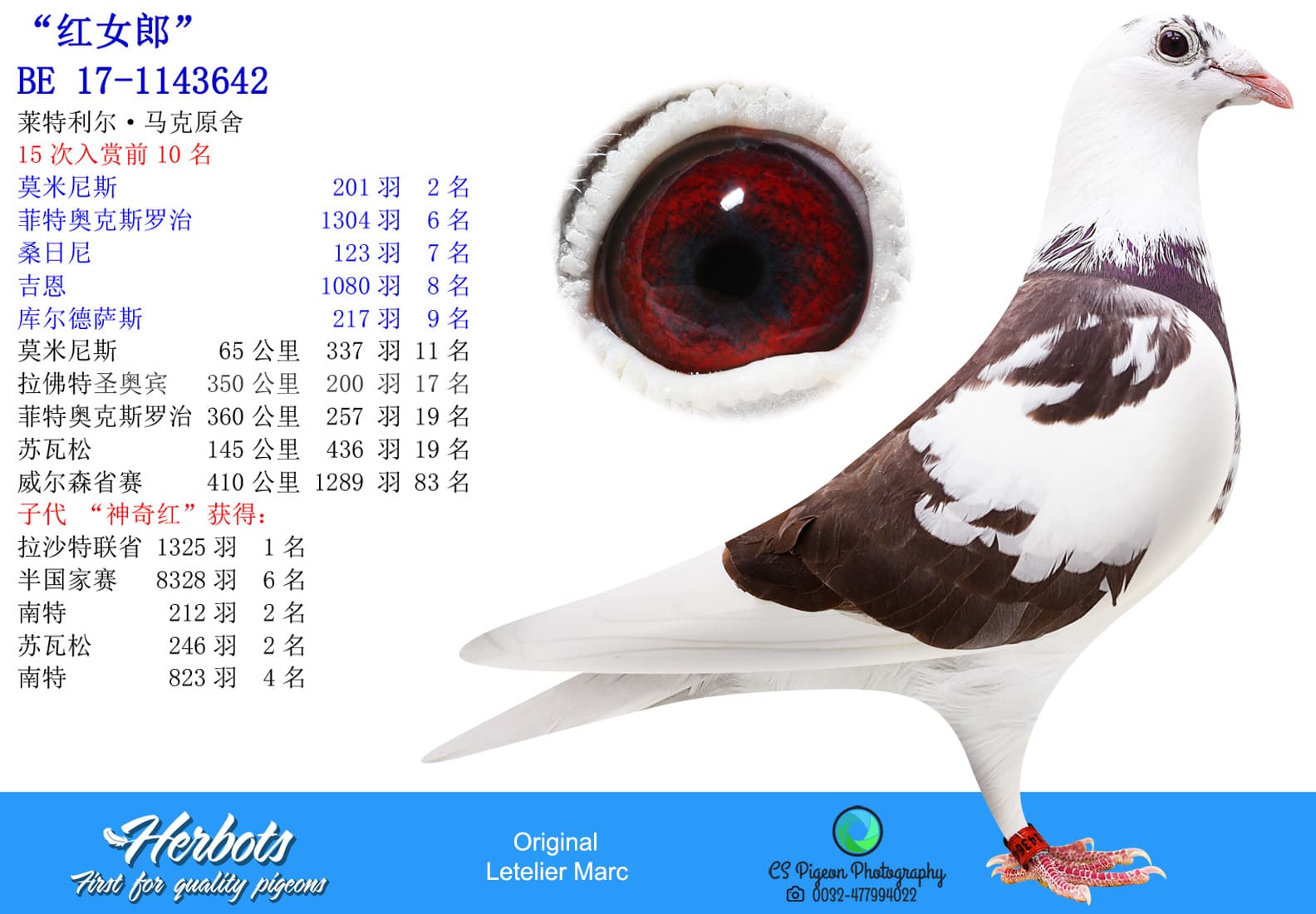 pigeon: undefined