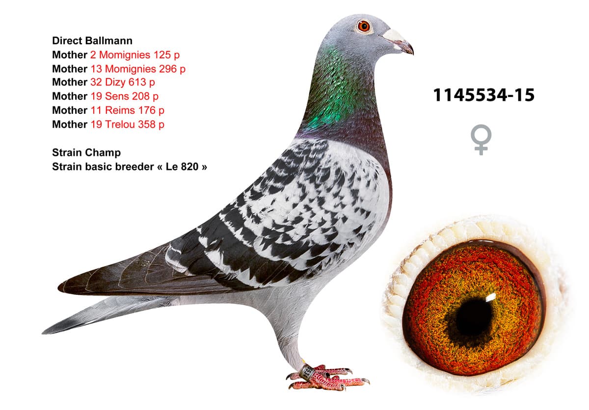 pigeon: undefined