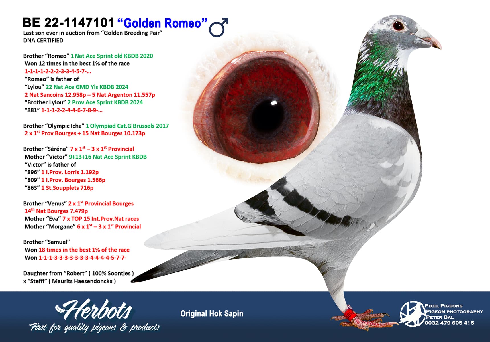 pigeon: undefined