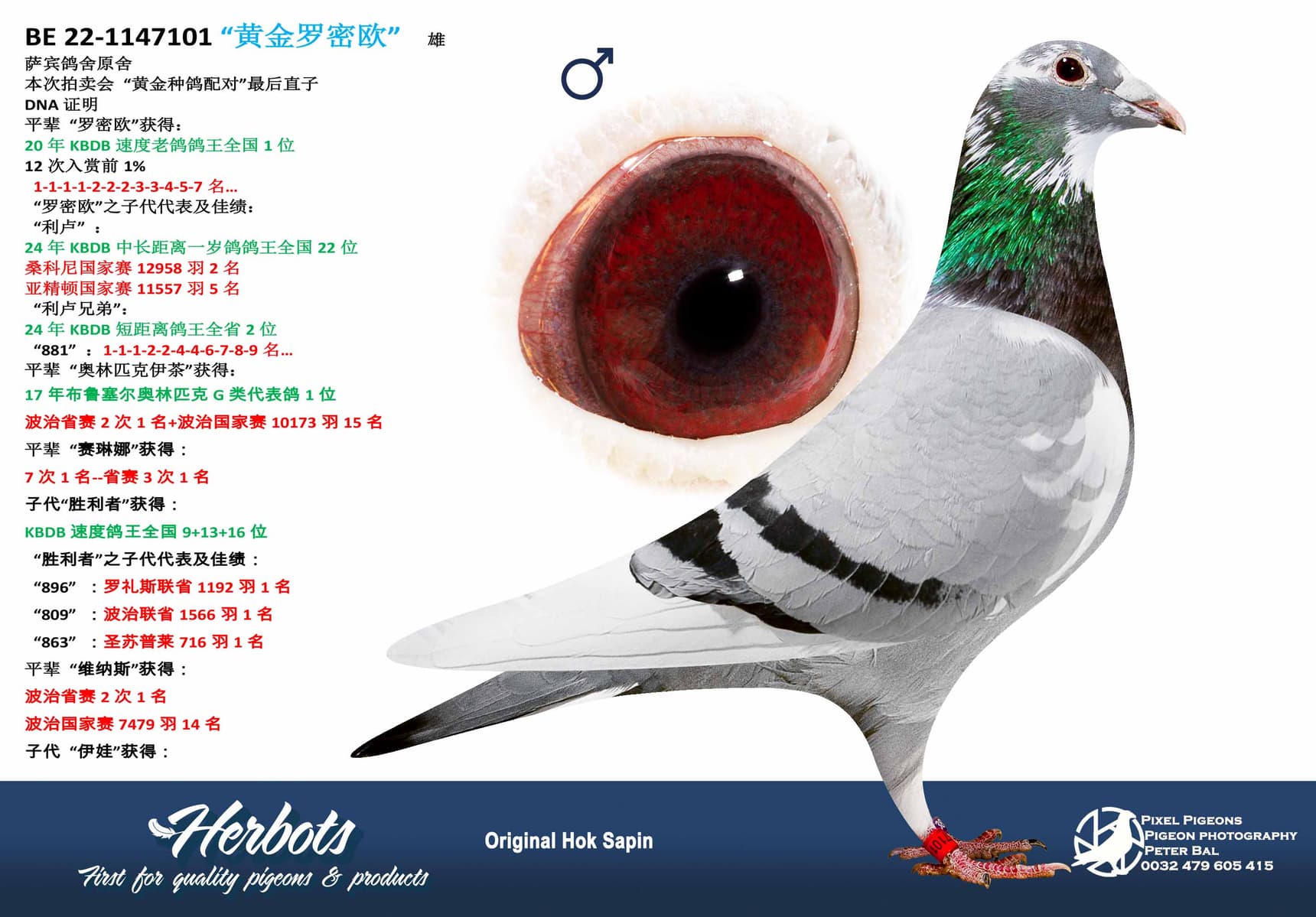 pigeon: undefined