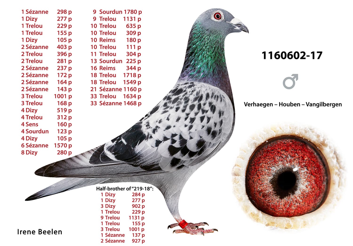 pigeon: undefined
