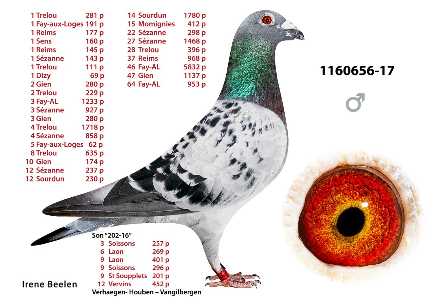 pigeon: undefined