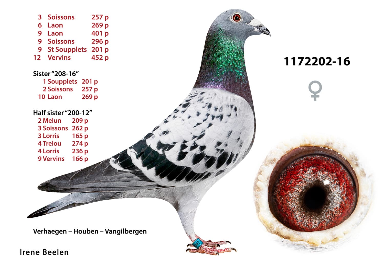 pigeon: undefined