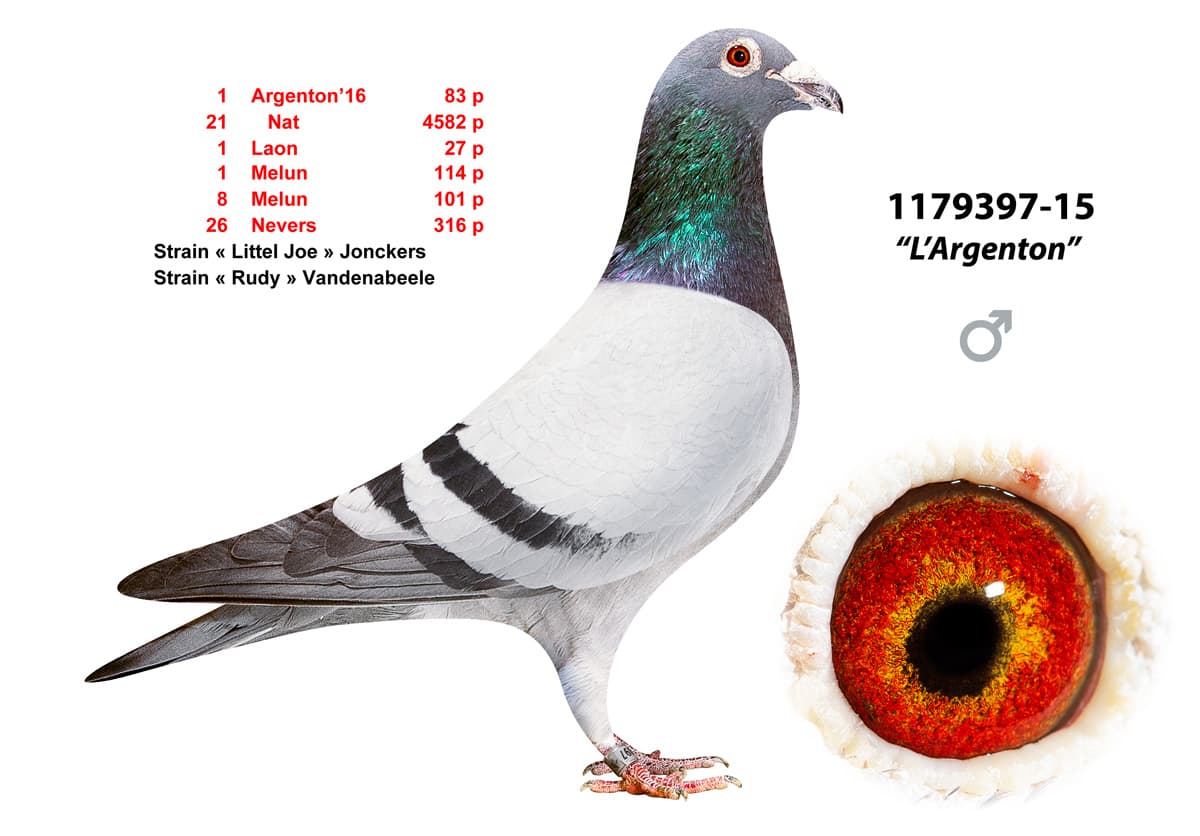 pigeon: undefined