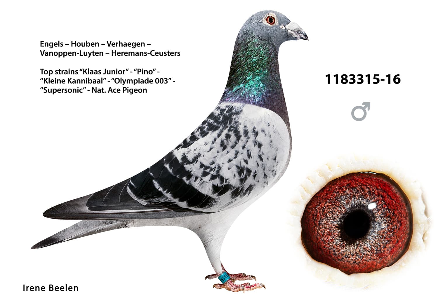 pigeon: undefined