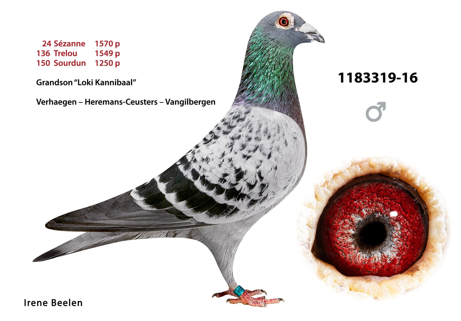 pigeon: undefined