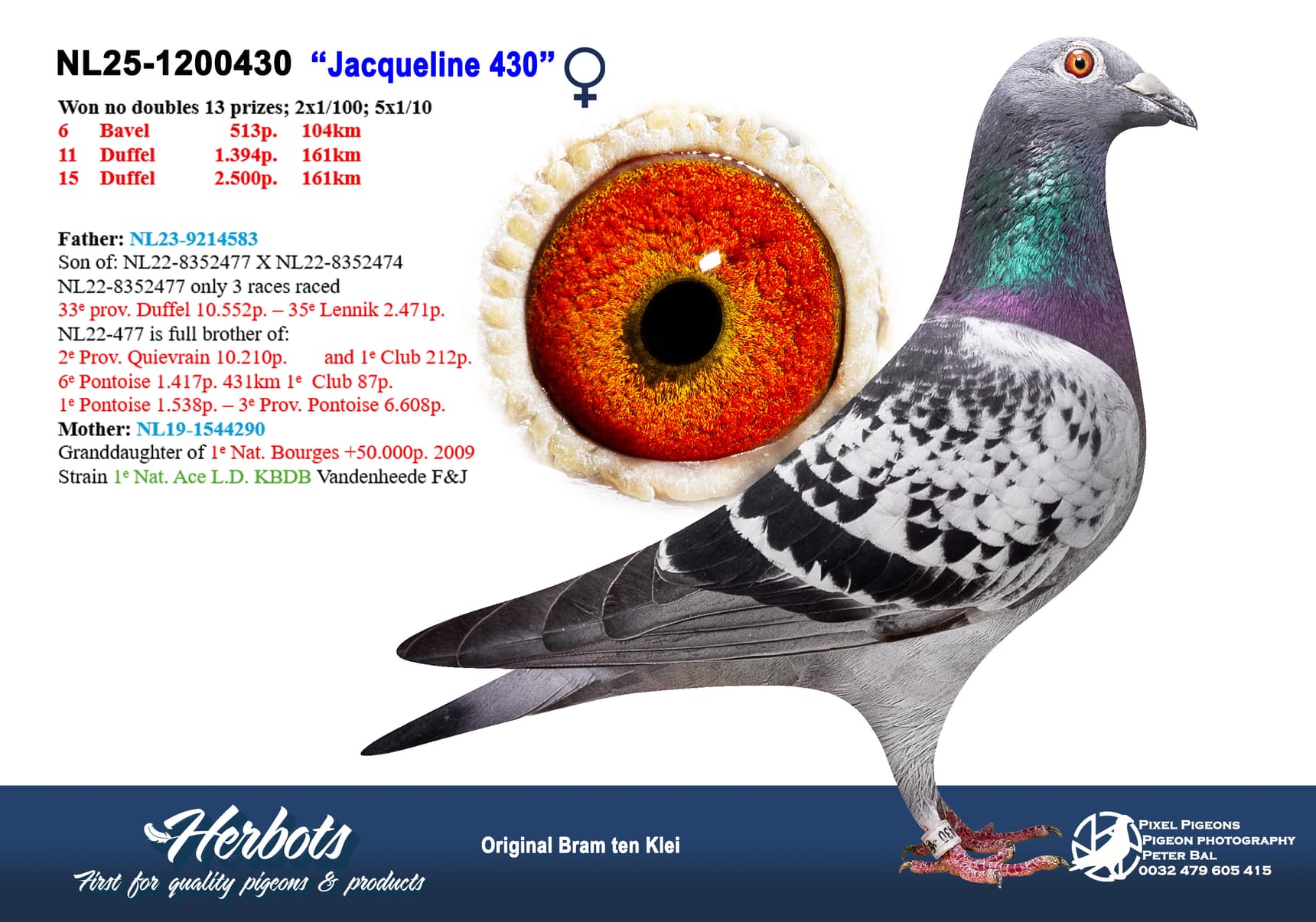 pigeon: undefined