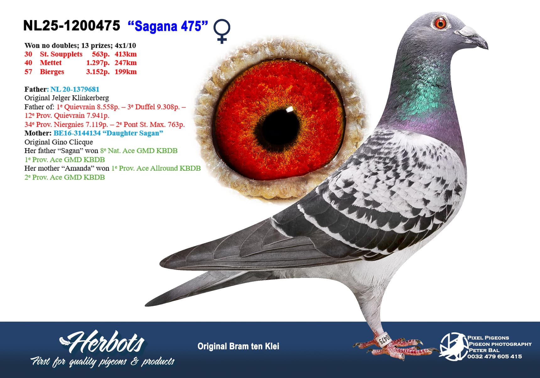 pigeon: undefined