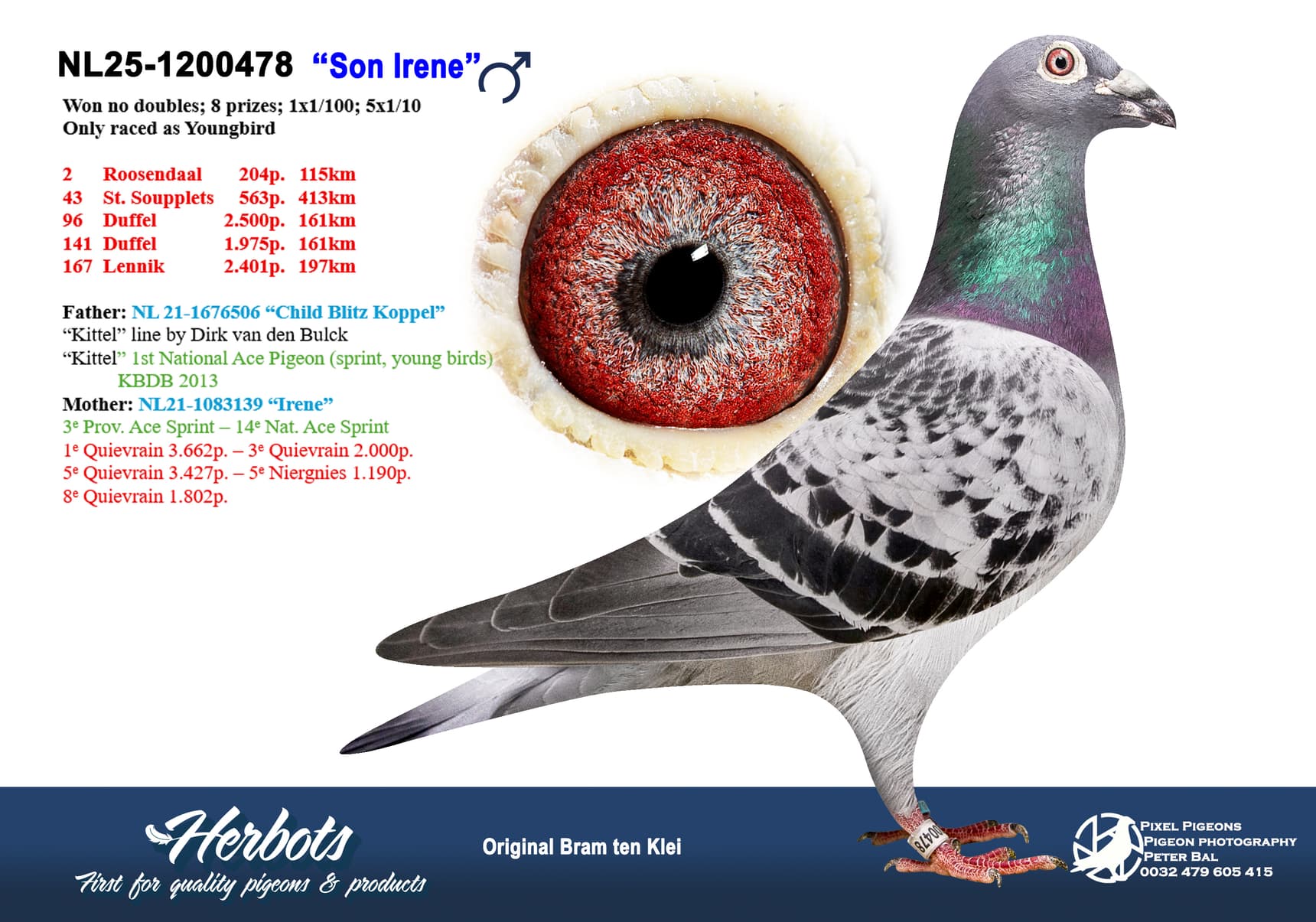 pigeon: undefined