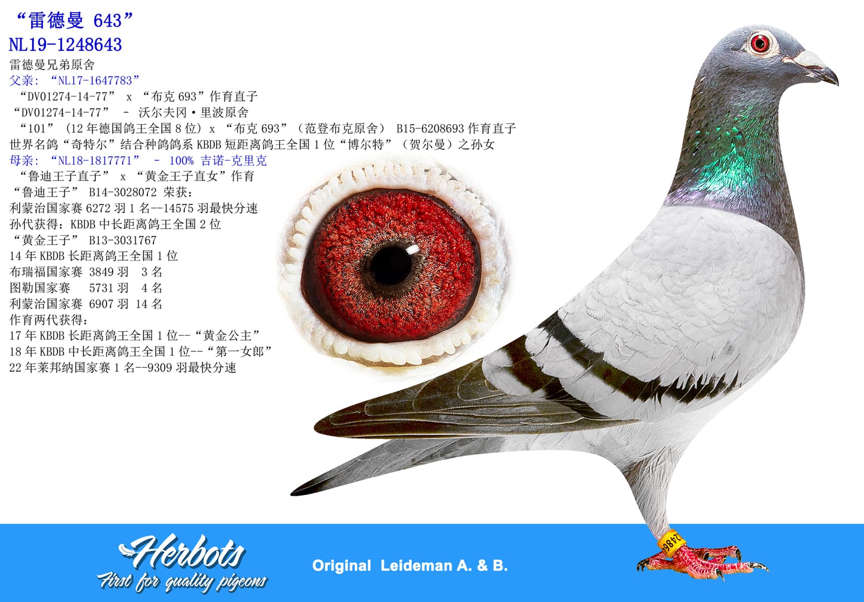 pigeon: undefined