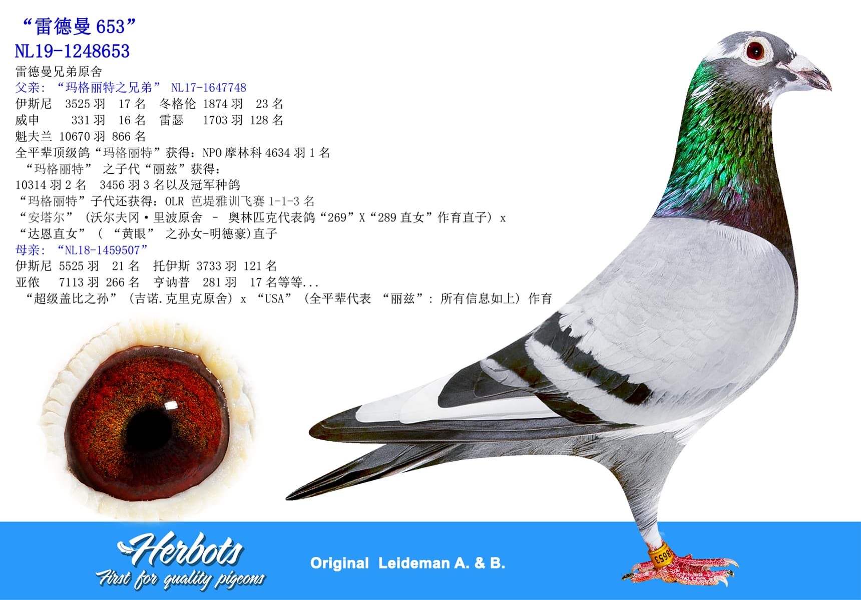 pigeon: undefined