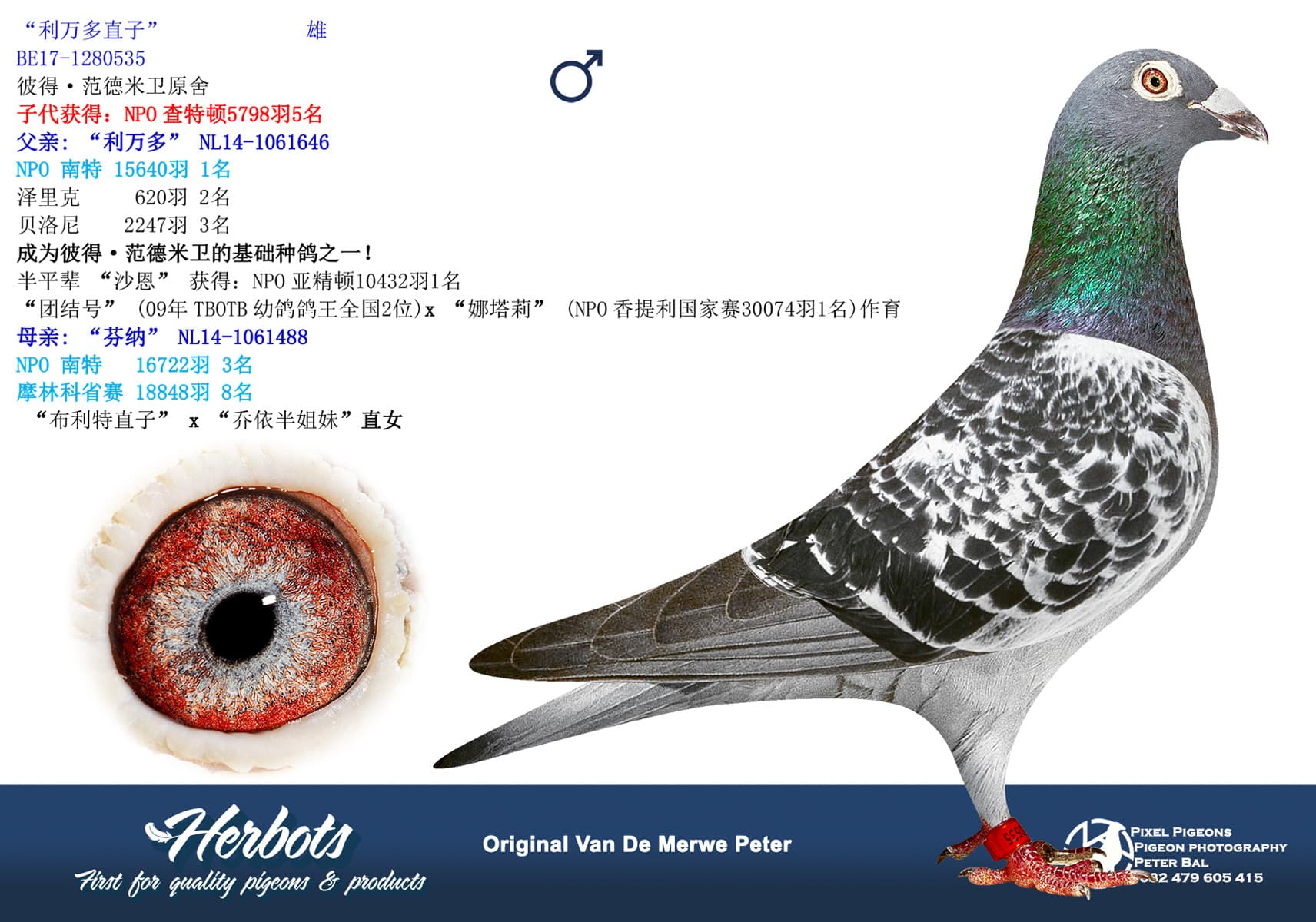 pigeon: undefined