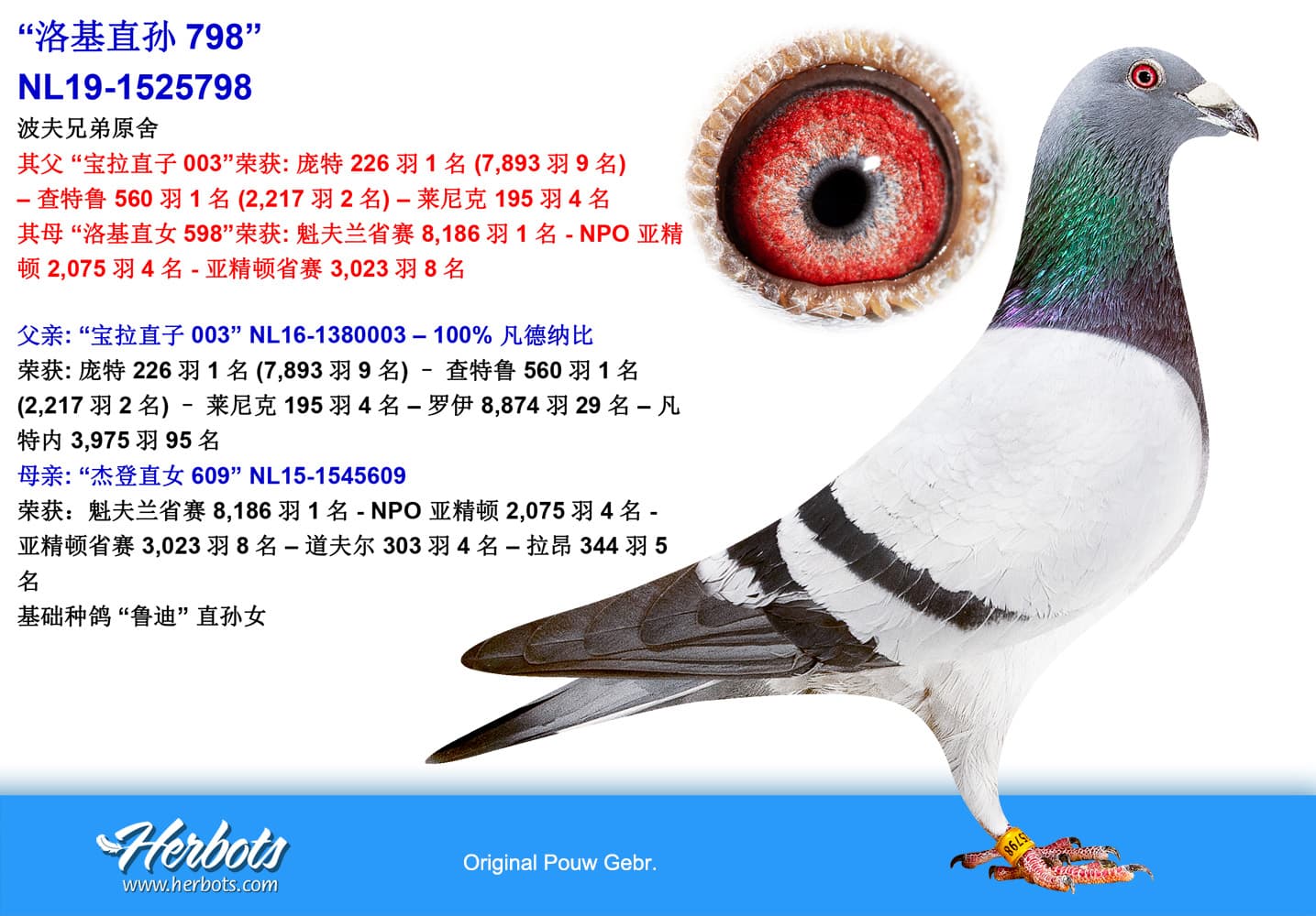 pigeon: undefined