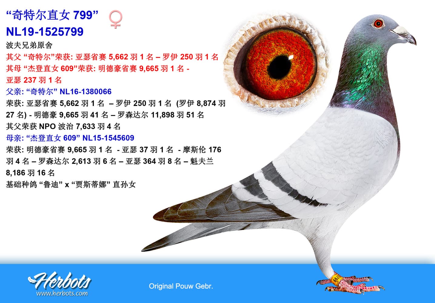 pigeon: undefined