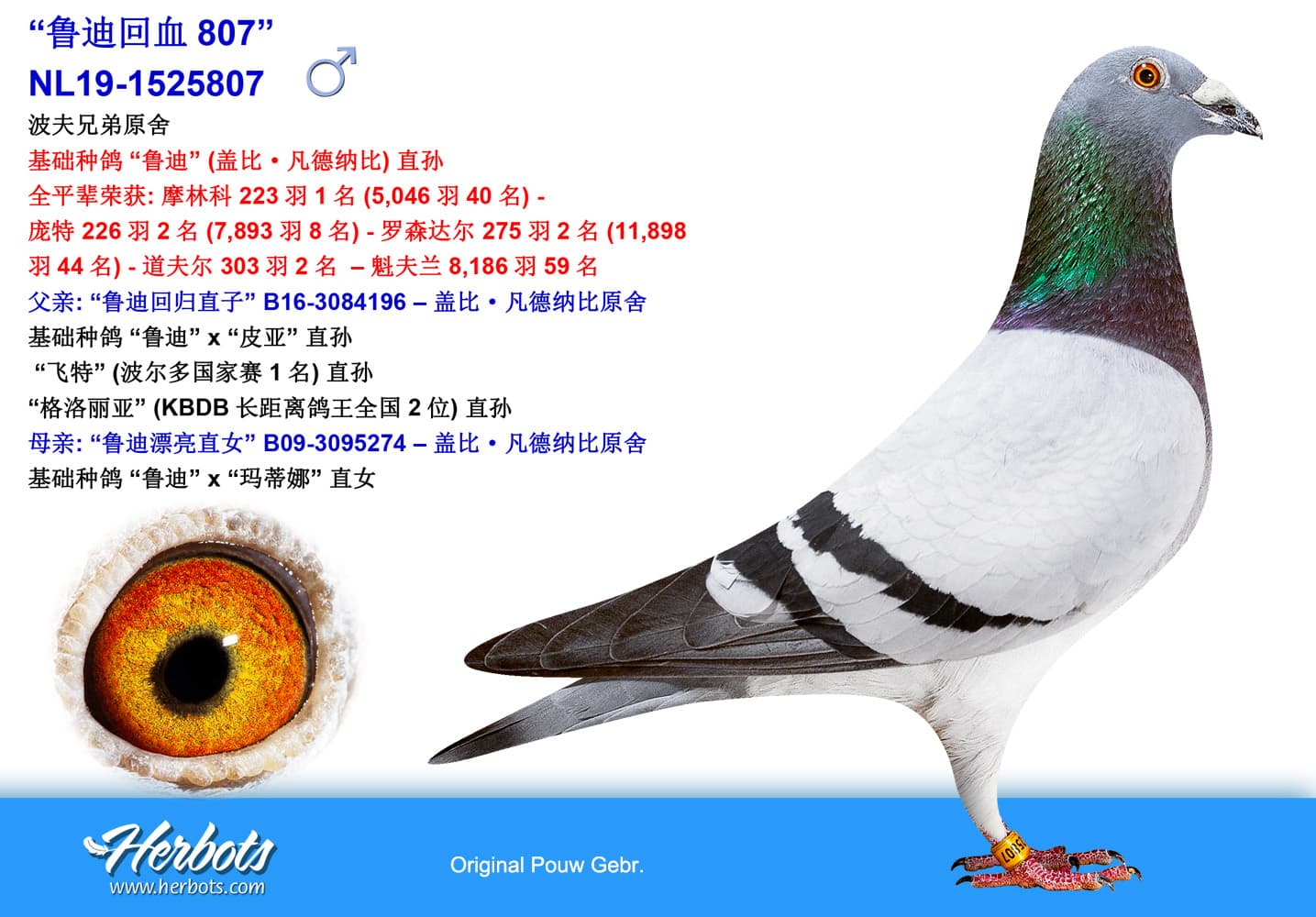pigeon: undefined
