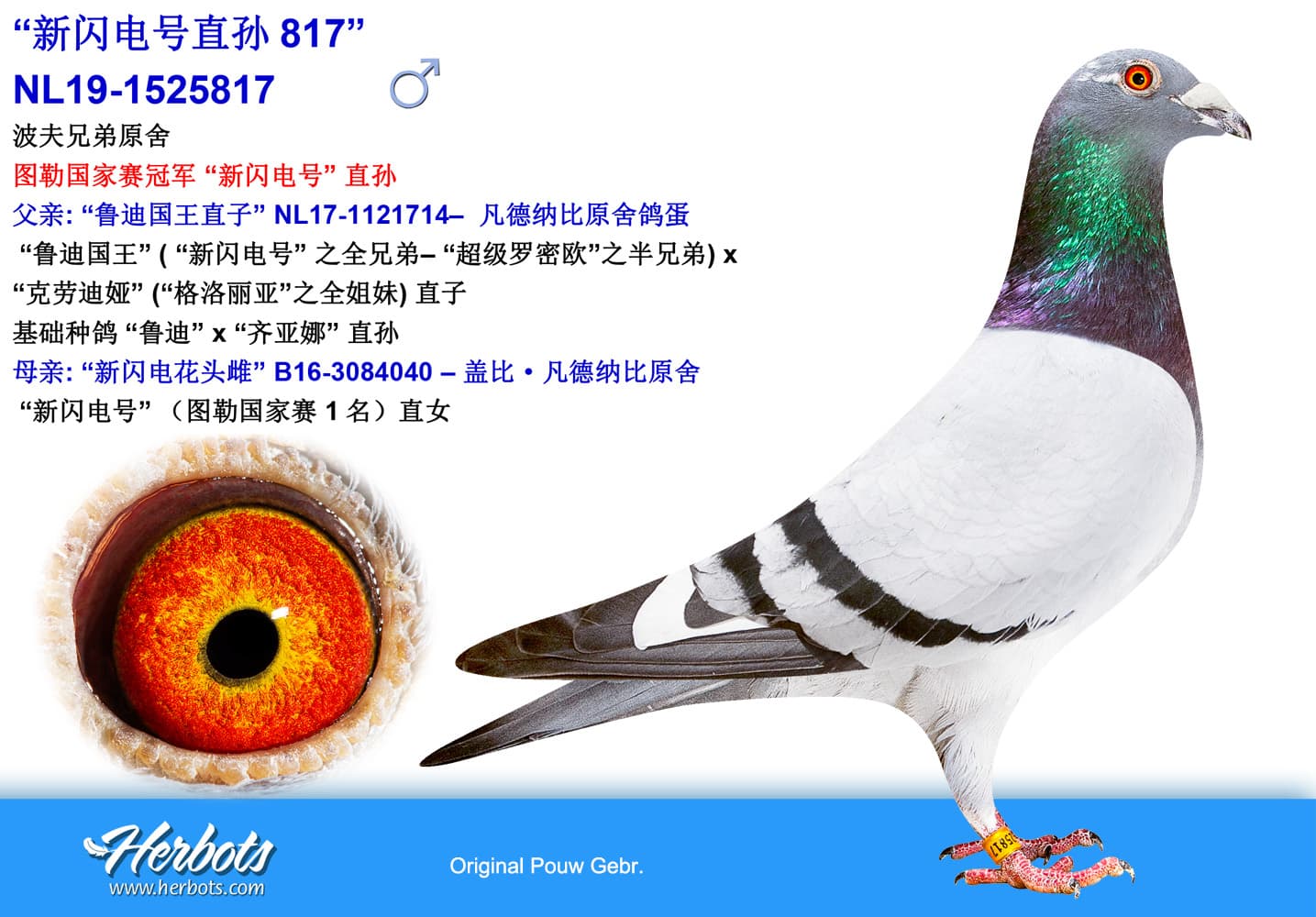 pigeon: undefined