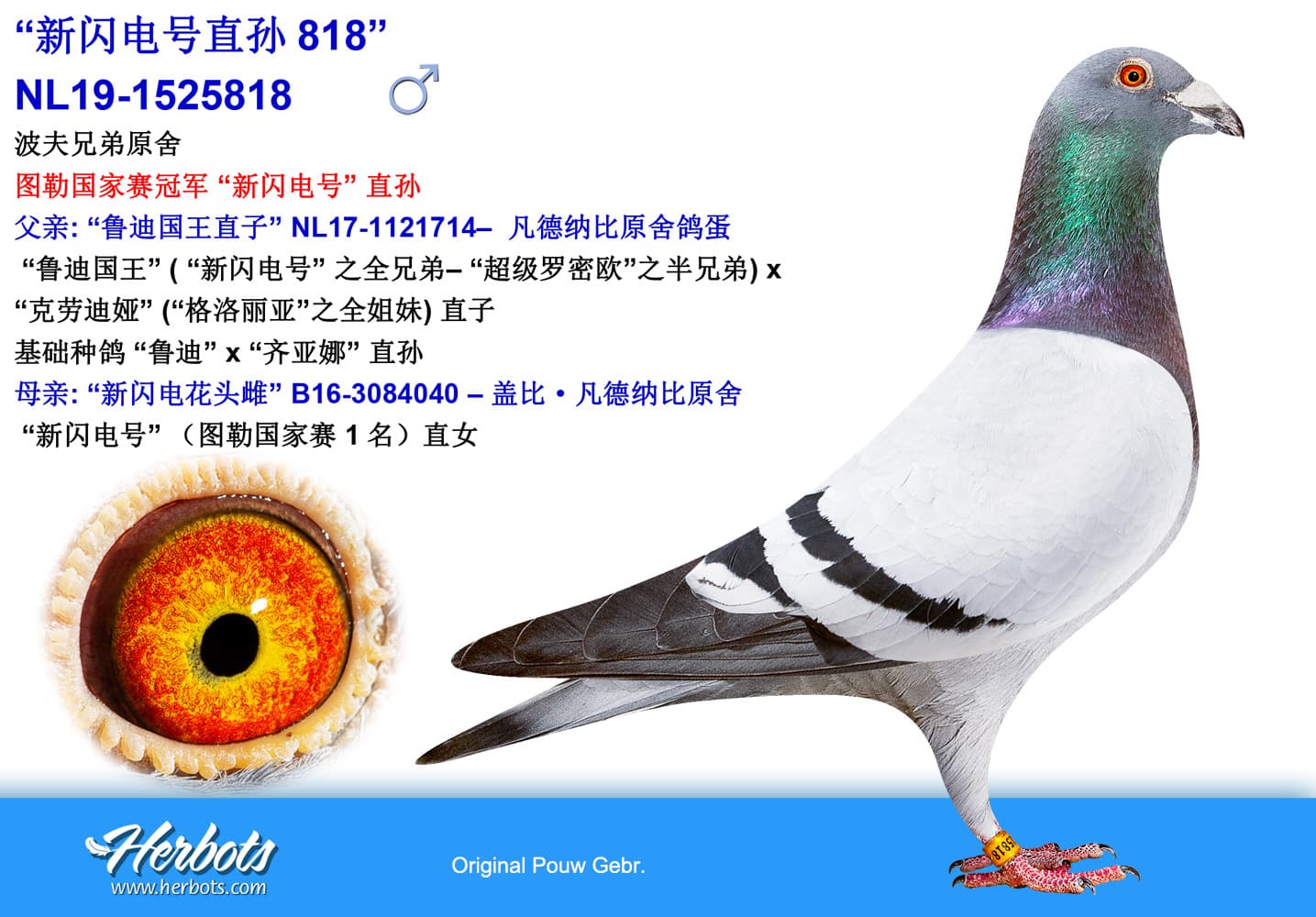 pigeon: undefined