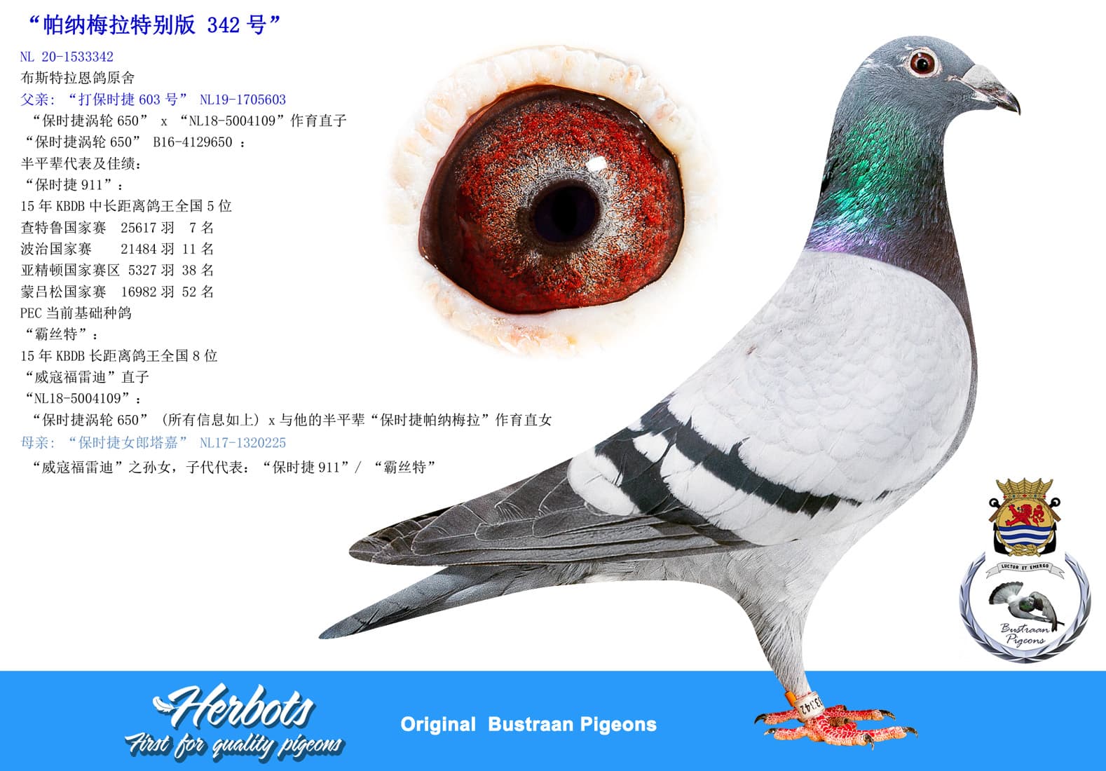 pigeon: undefined