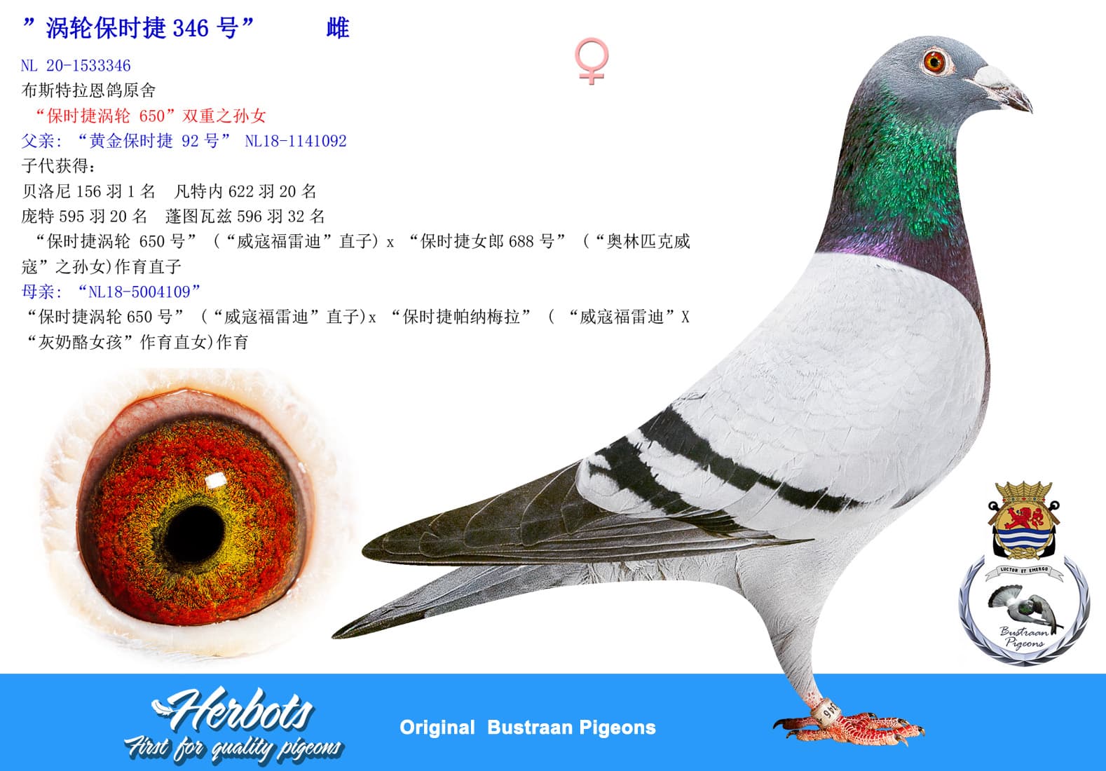 pigeon: undefined