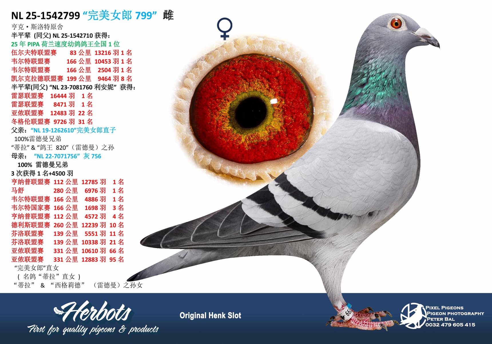 pigeon: undefined