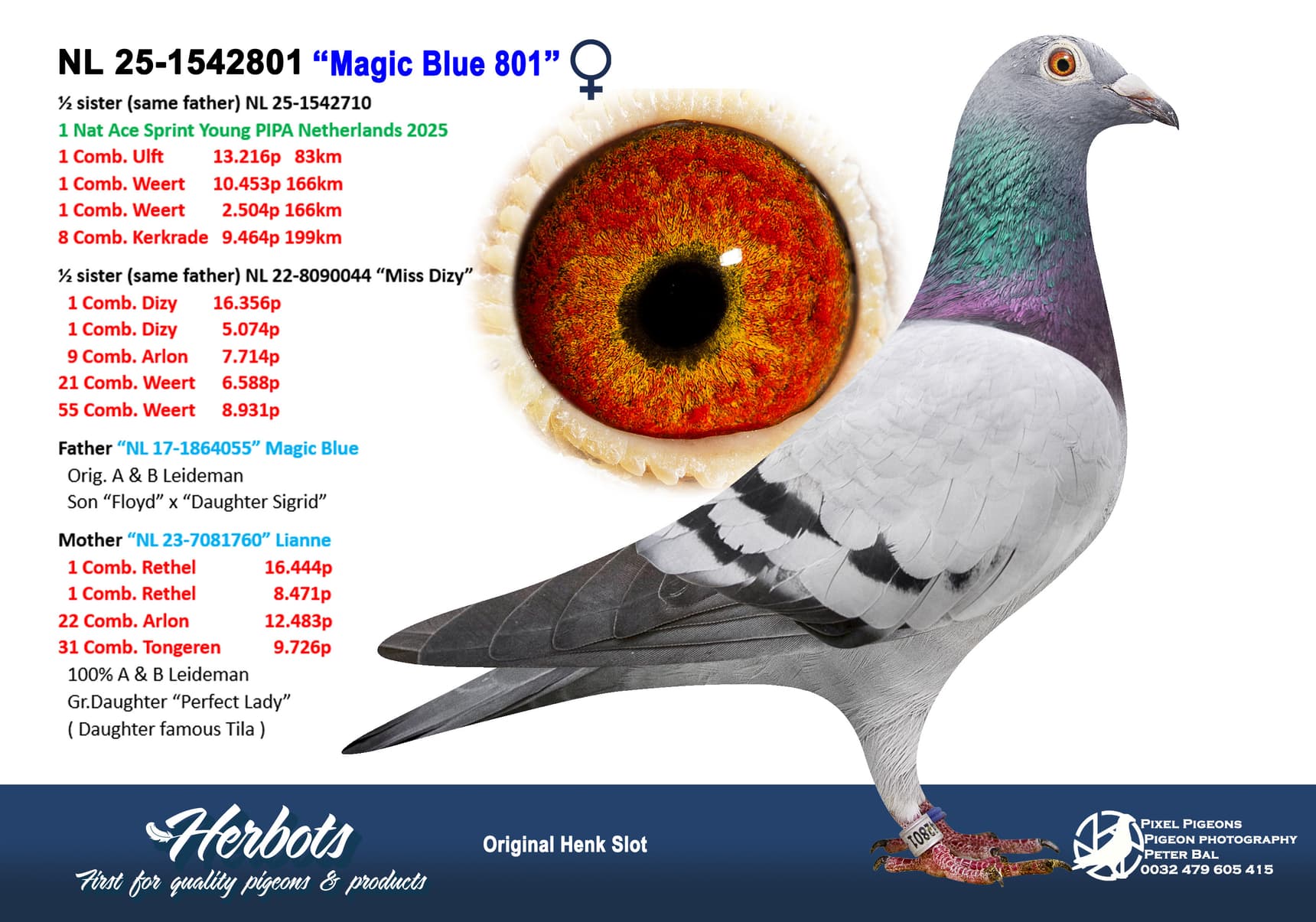 pigeon: undefined
