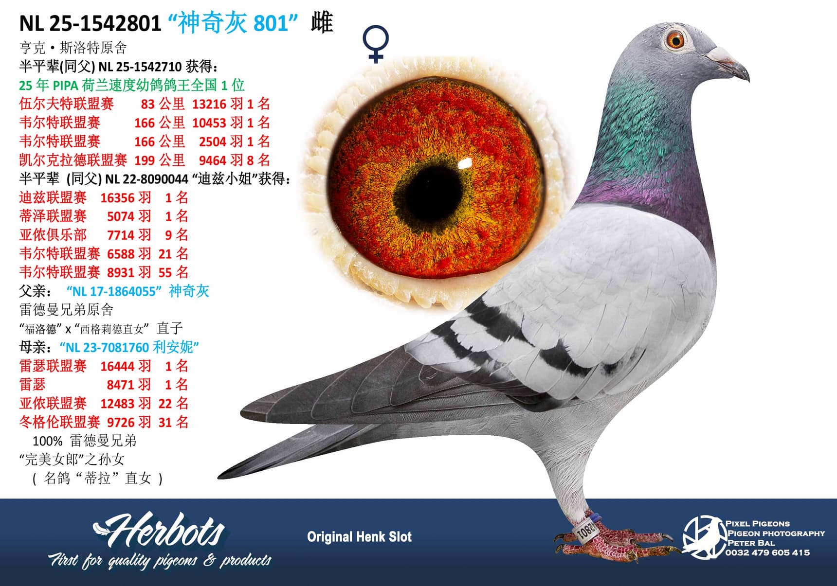 pigeon: undefined
