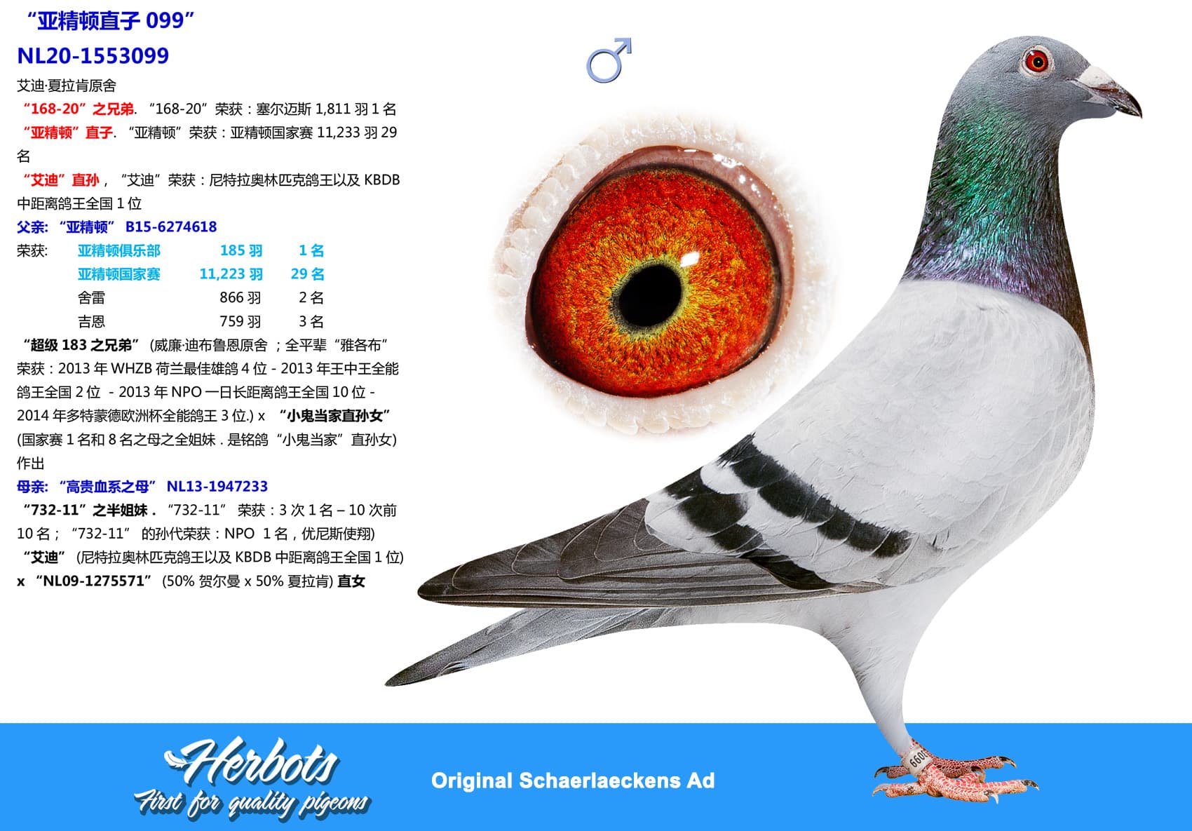 pigeon: undefined