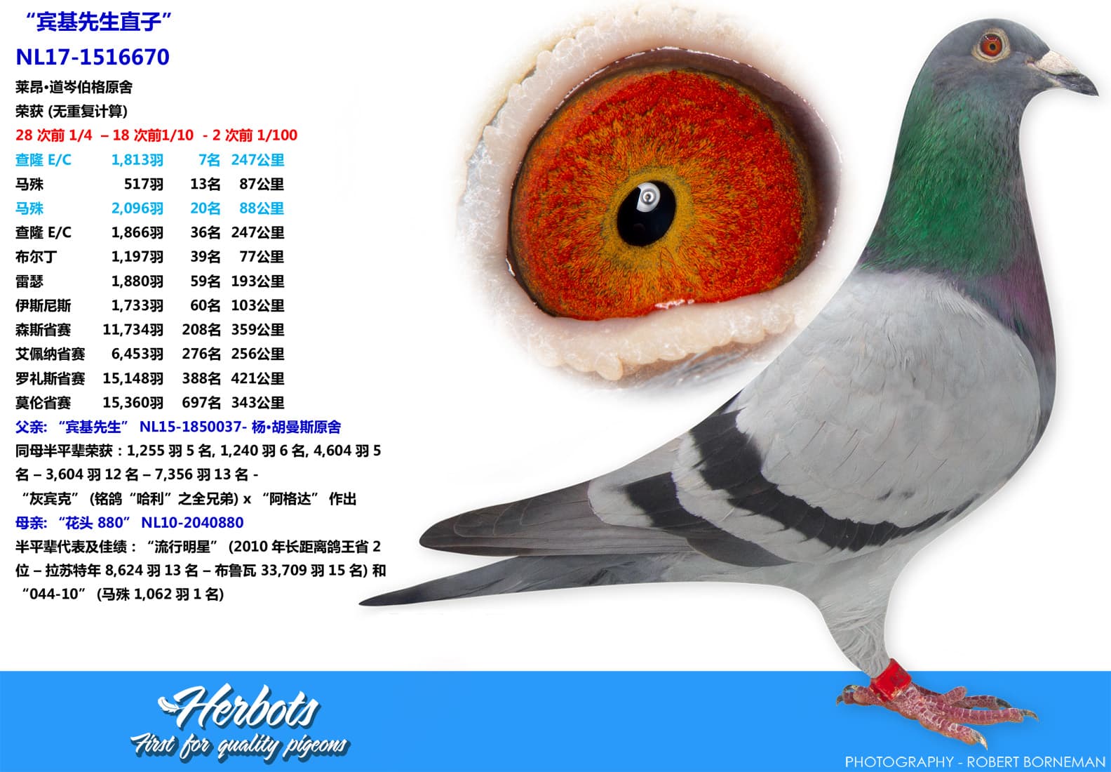 pigeon: undefined