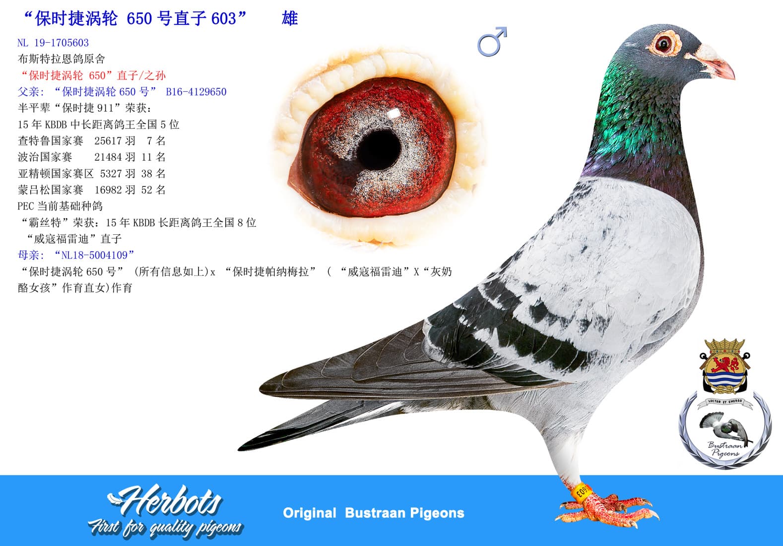 pigeon: undefined
