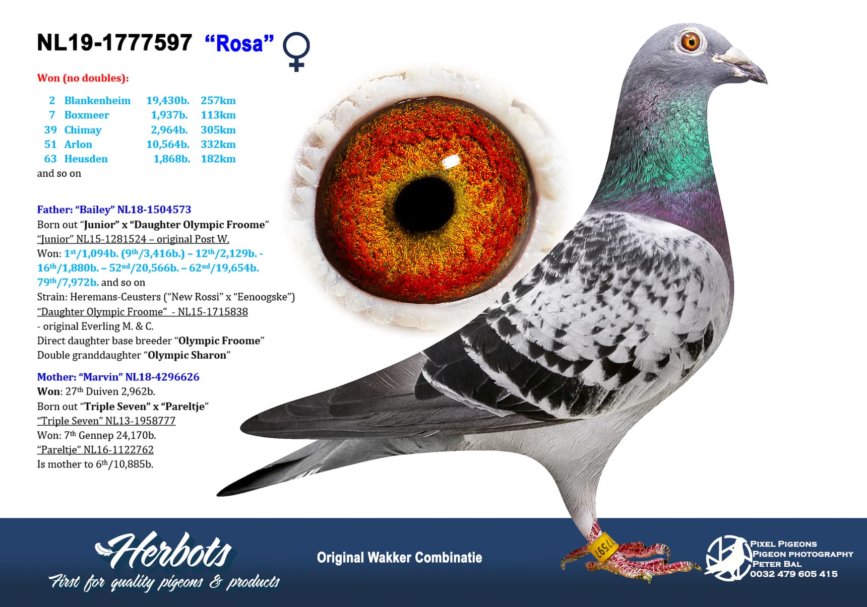 pigeon: undefined