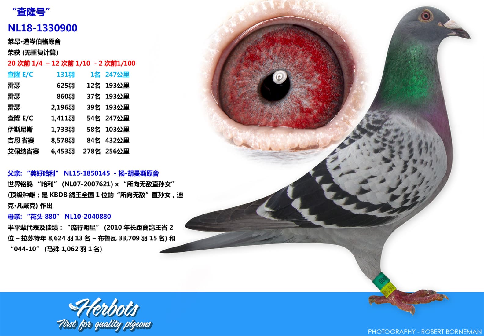 pigeon: undefined