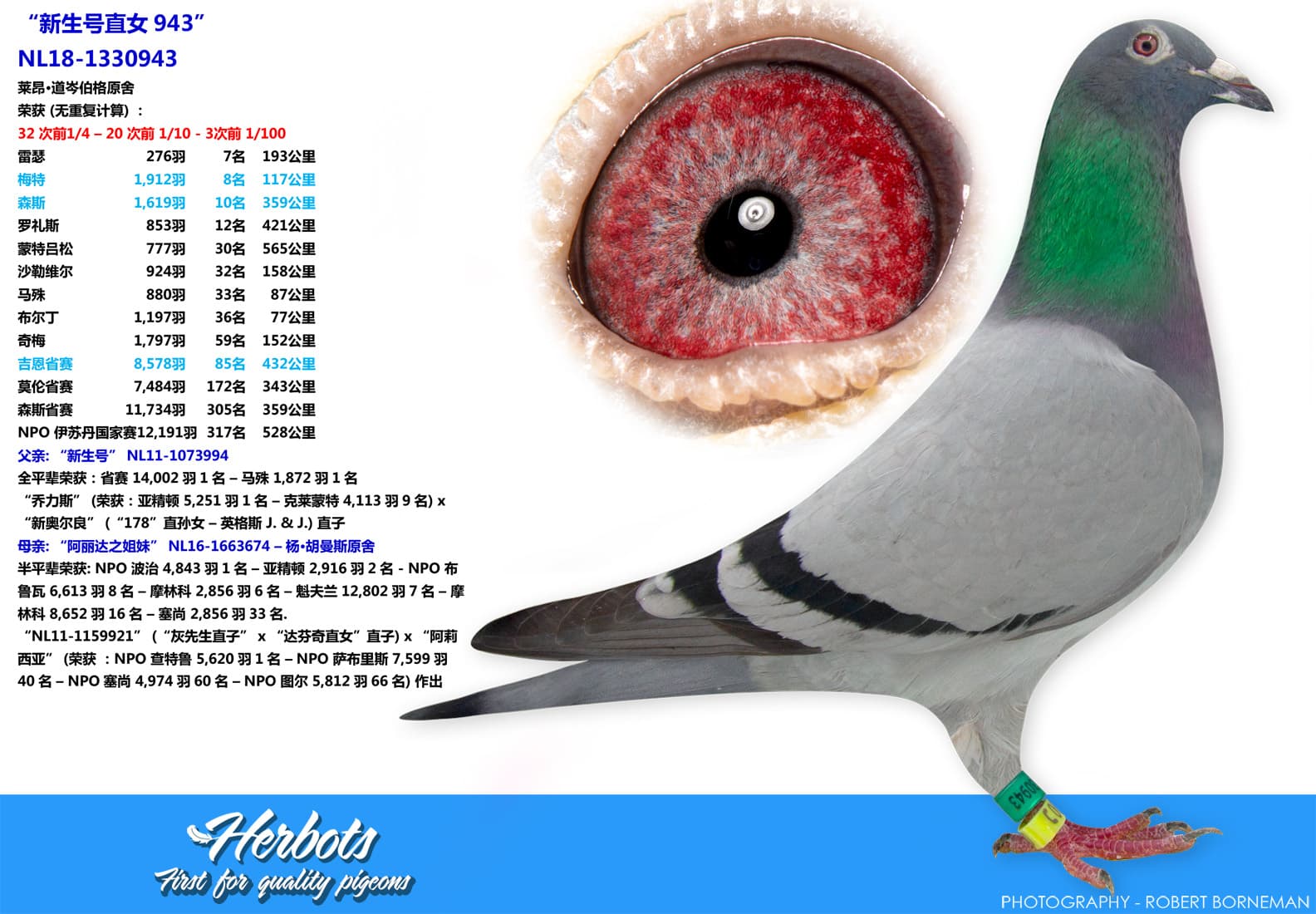 pigeon: undefined