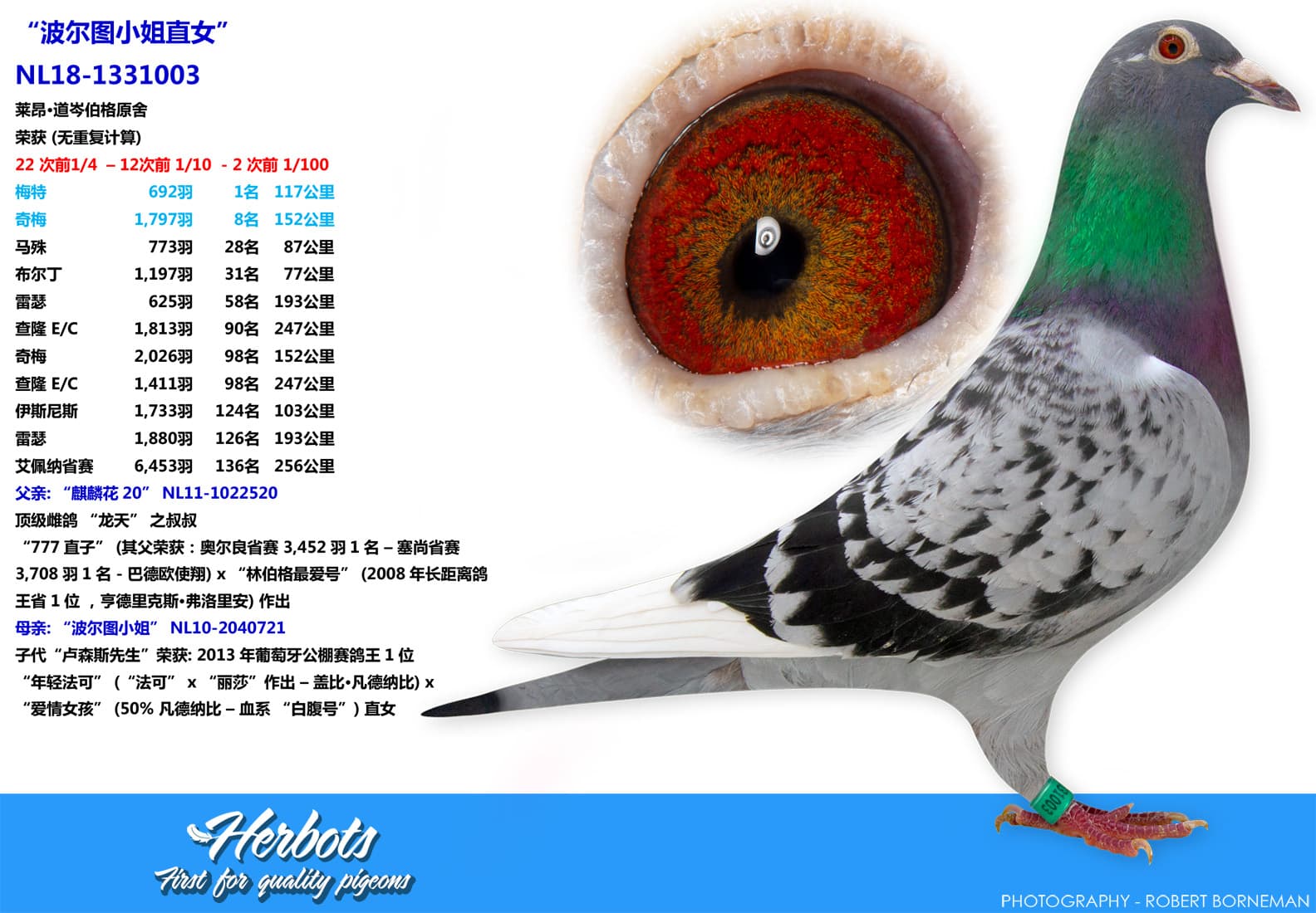pigeon: undefined