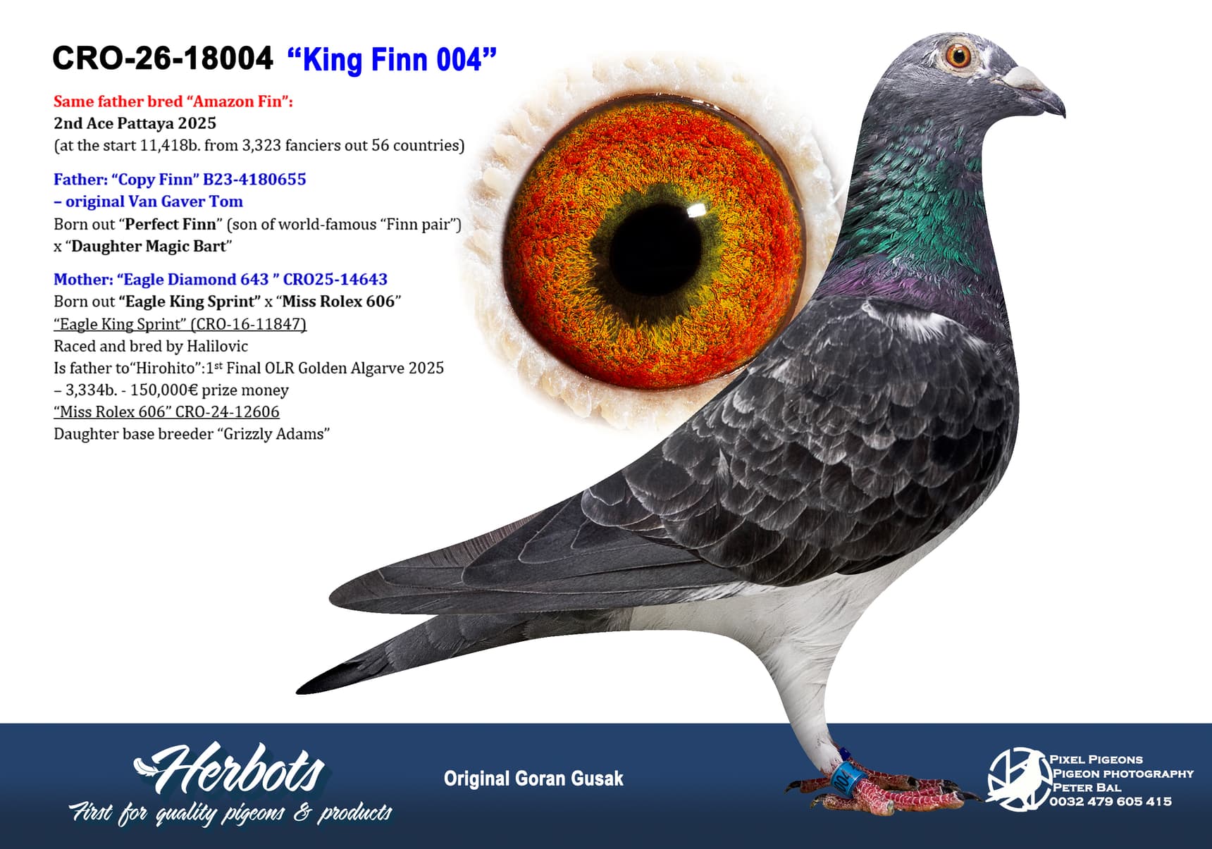 pigeon: undefined