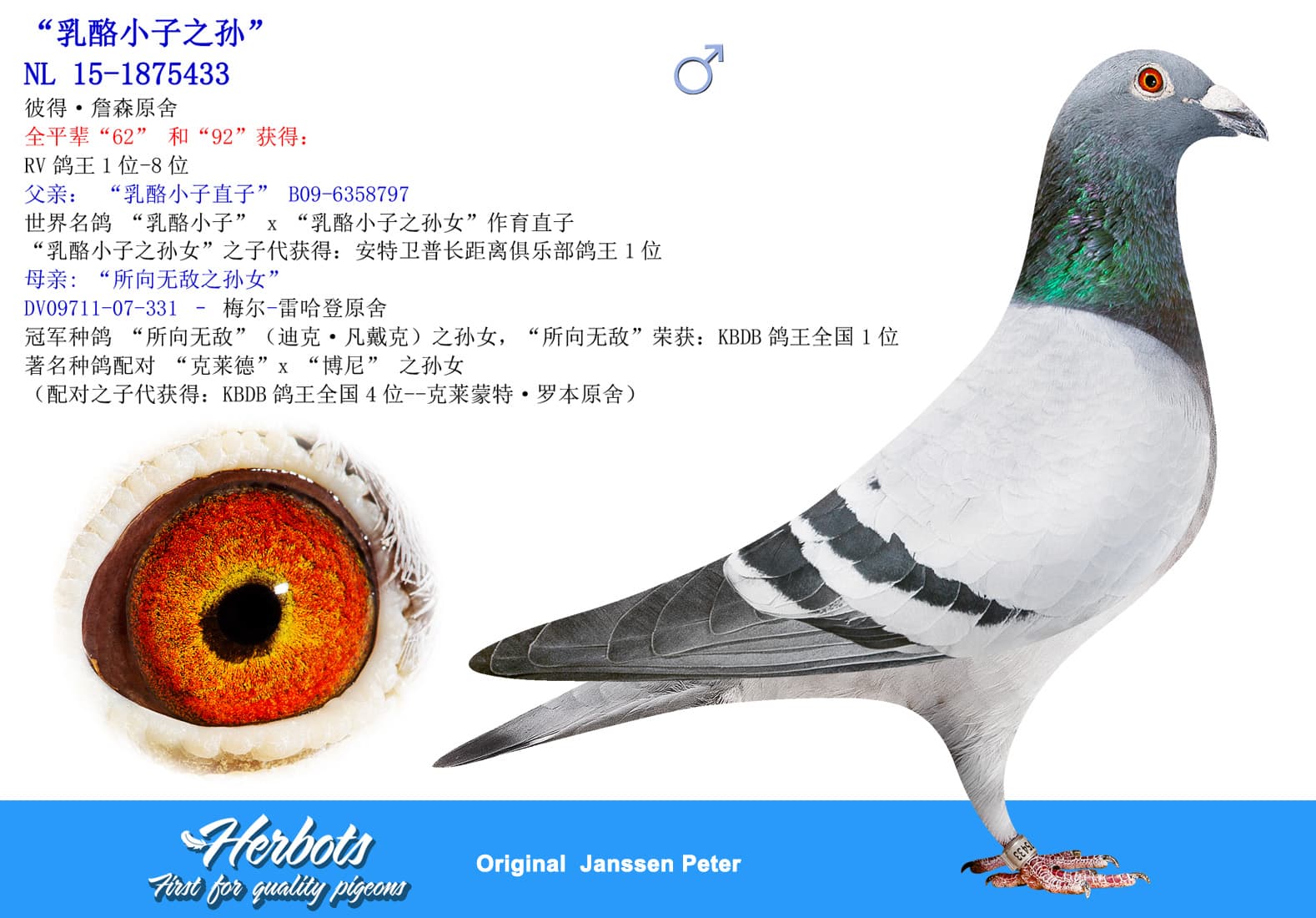 pigeon: undefined