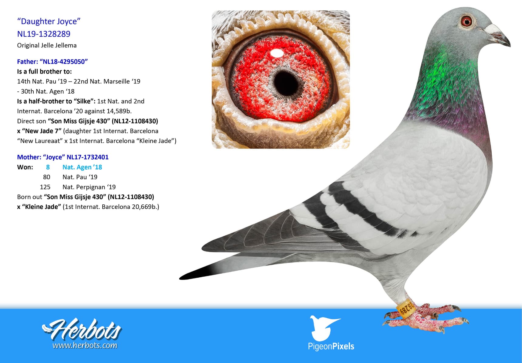 pigeon: undefined