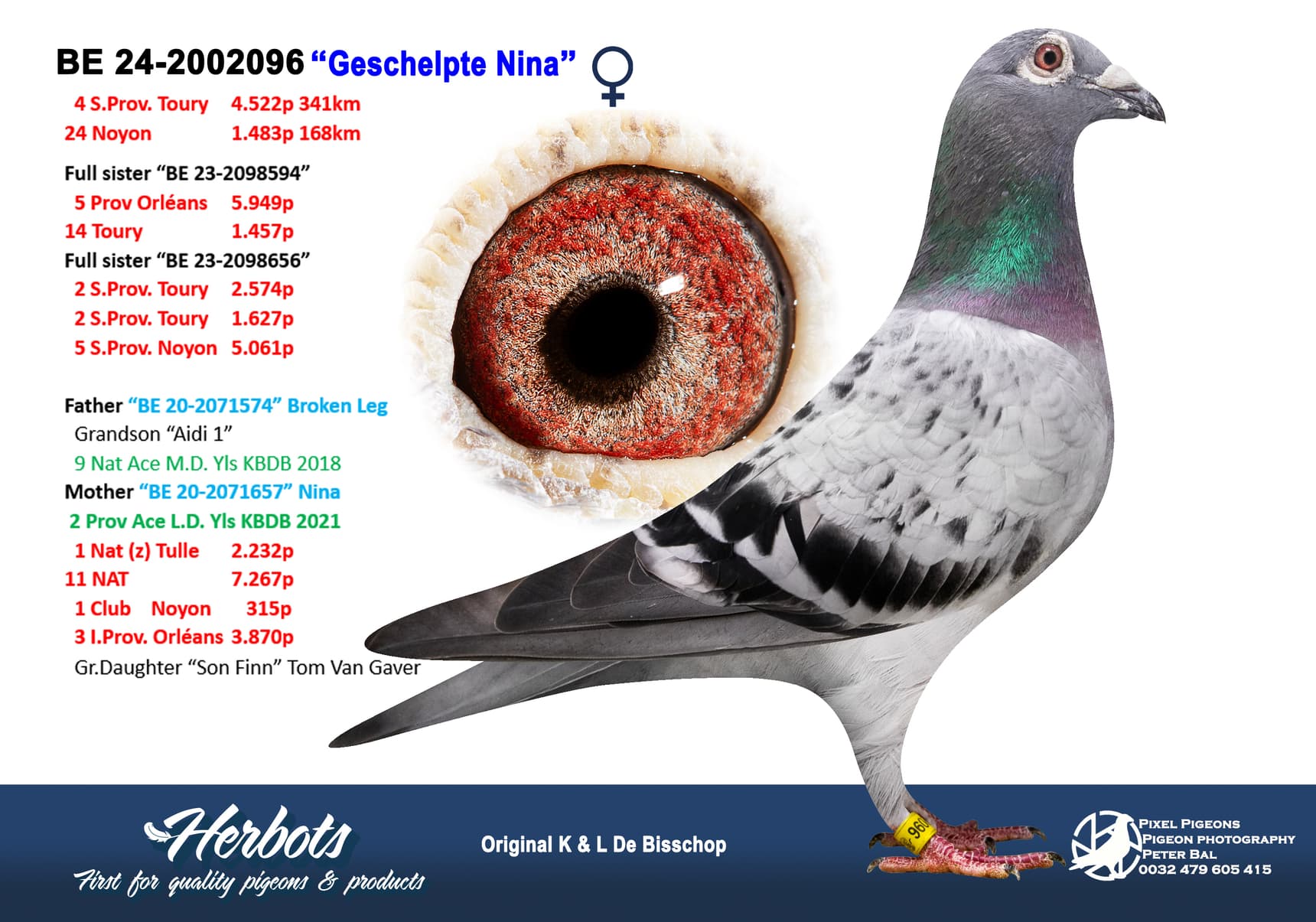 pigeon: undefined
