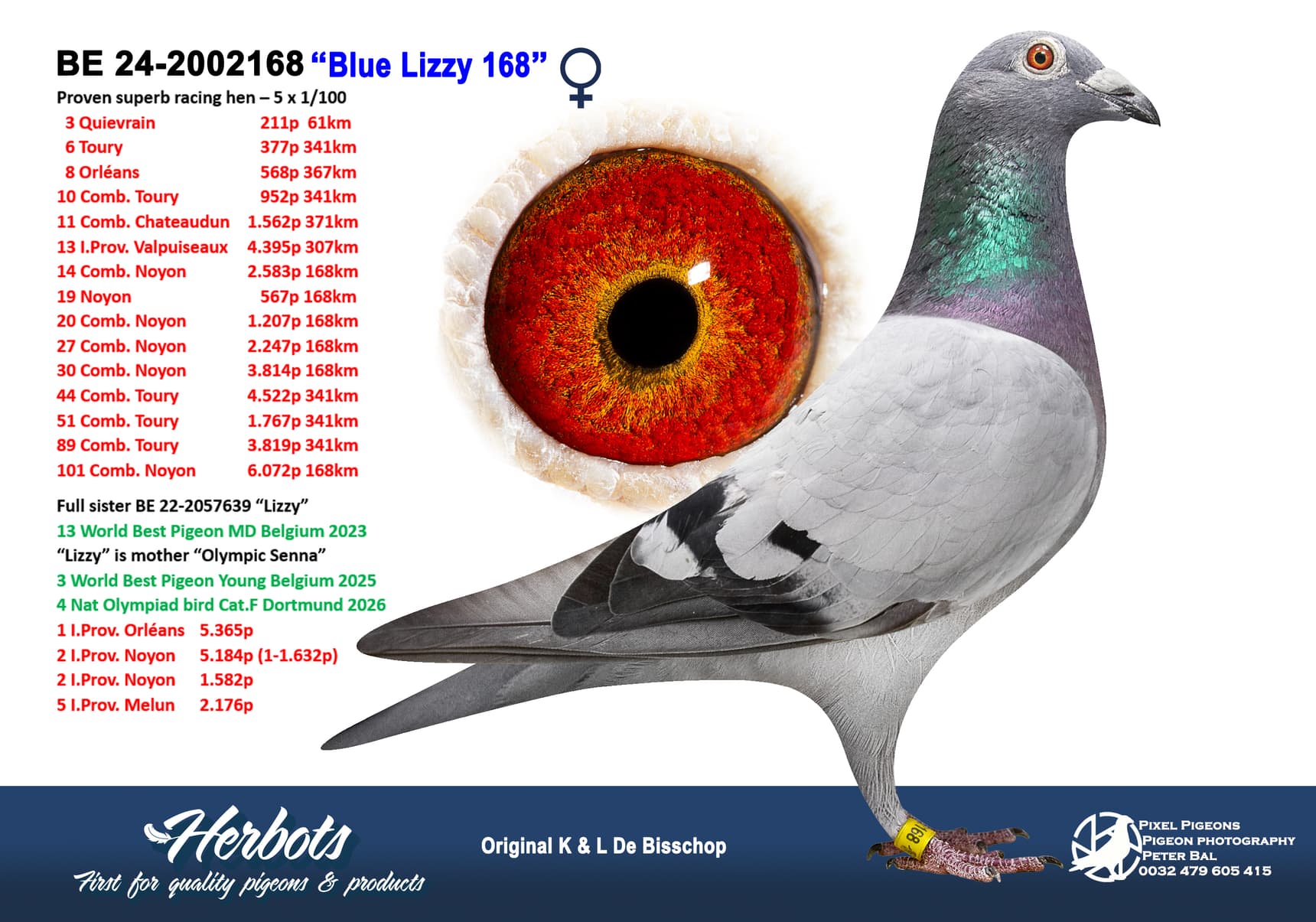 pigeon: undefined