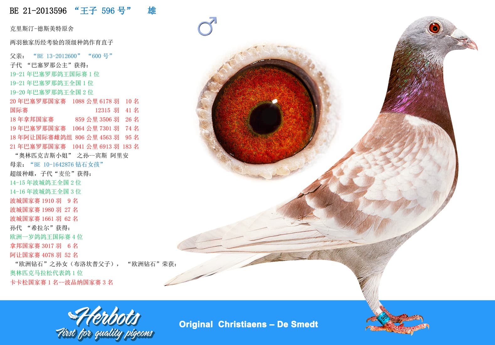 pigeon: undefined
