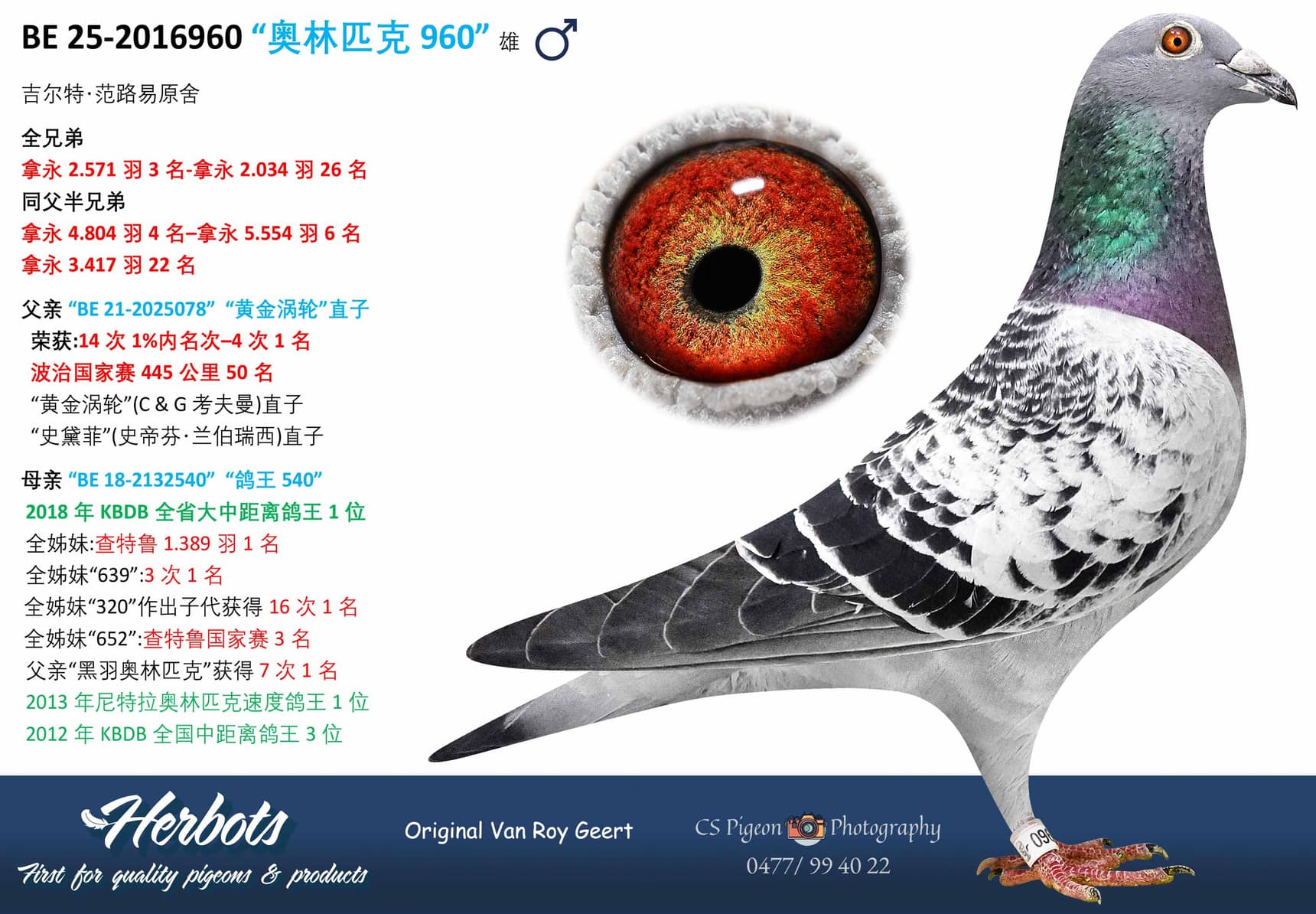 pigeon: undefined