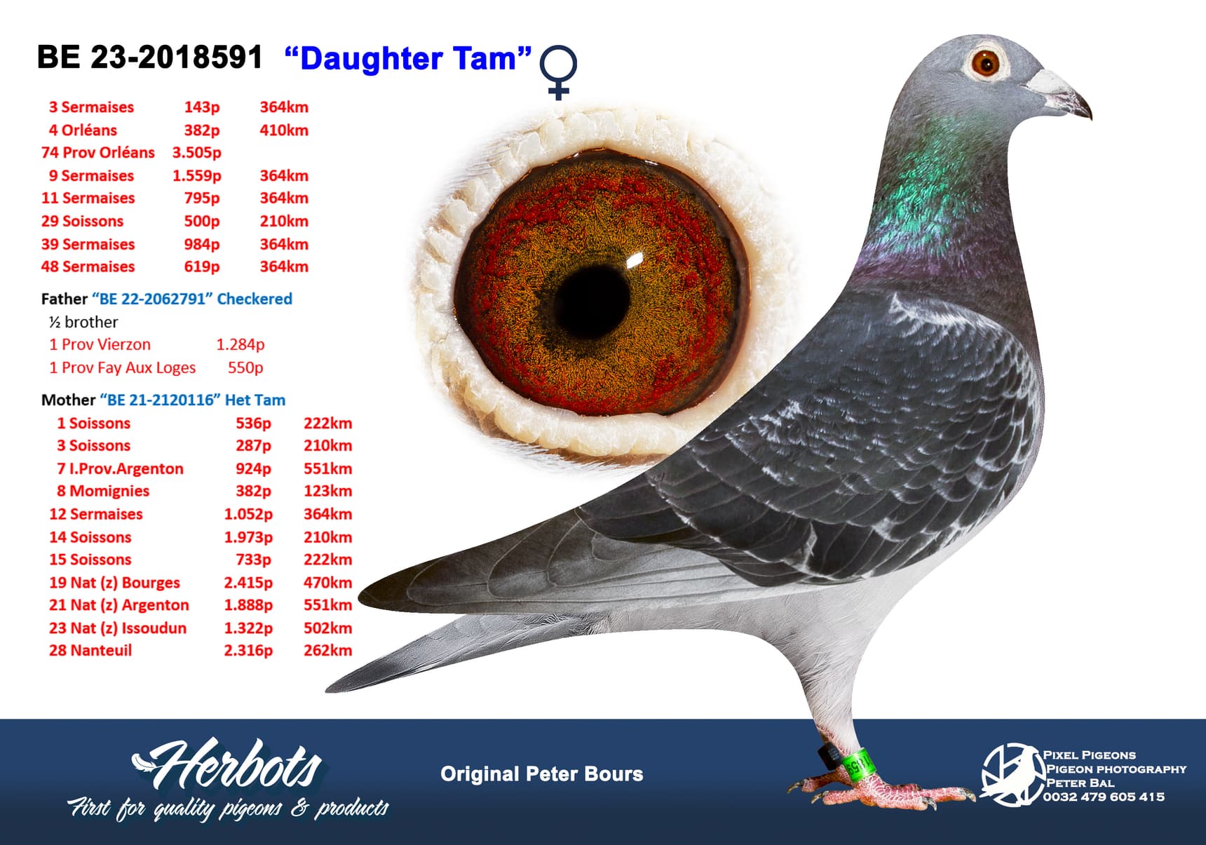 pigeon: undefined