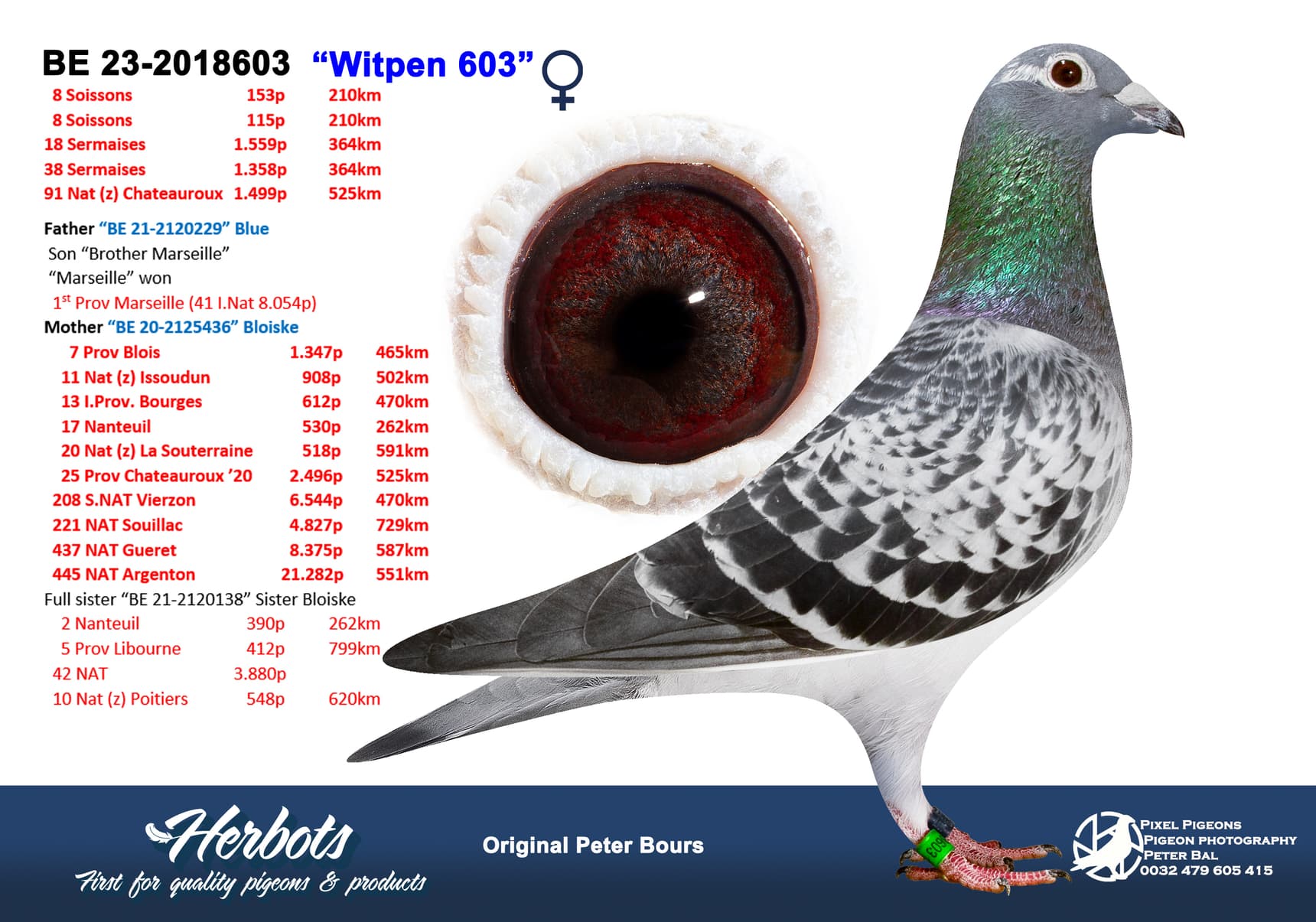 pigeon: “Witpen 603”
